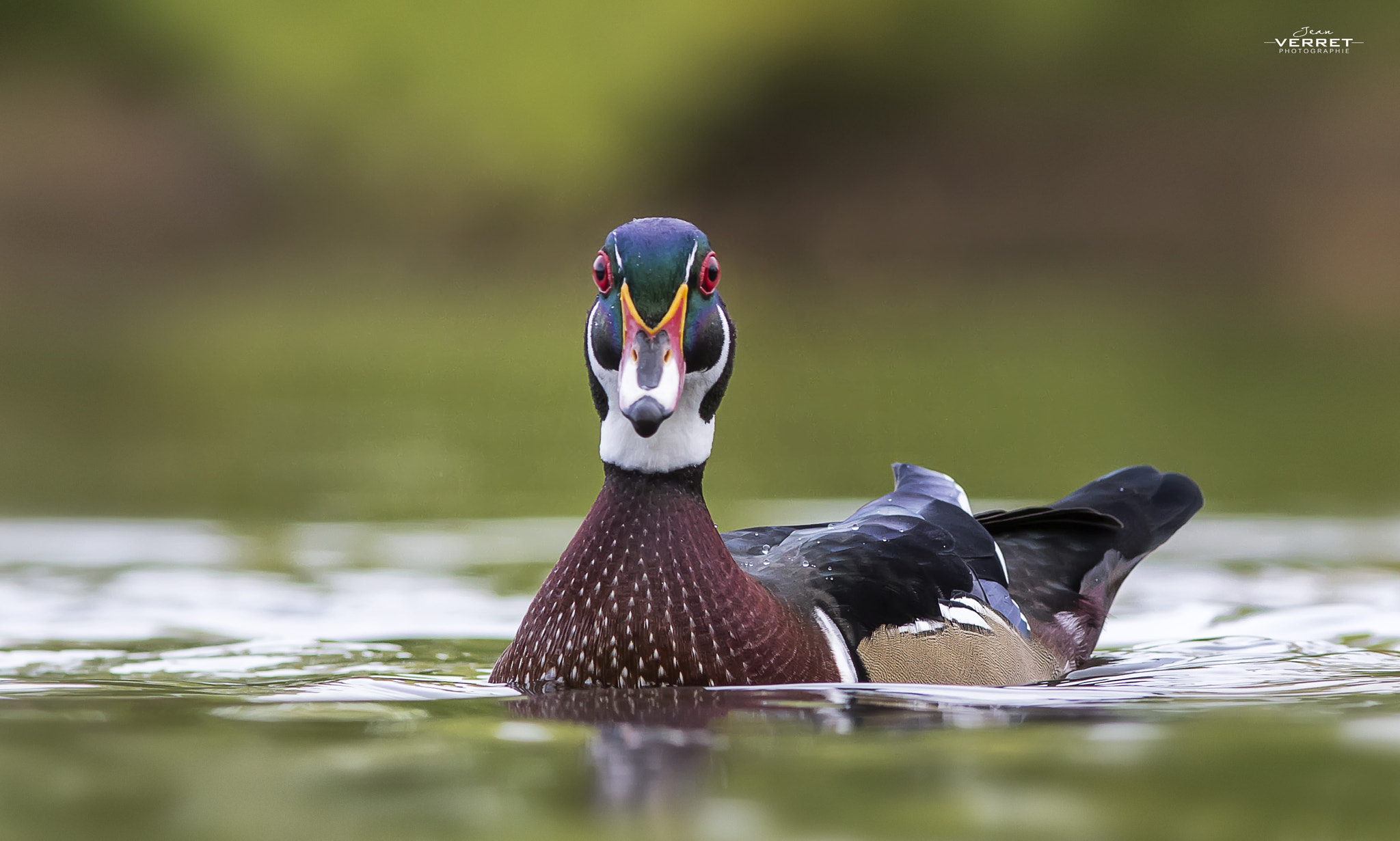 Canon EOS 600D (Rebel EOS T3i / EOS Kiss X5) + Canon EF 300mm F4L IS USM sample photo. Wood duck photography