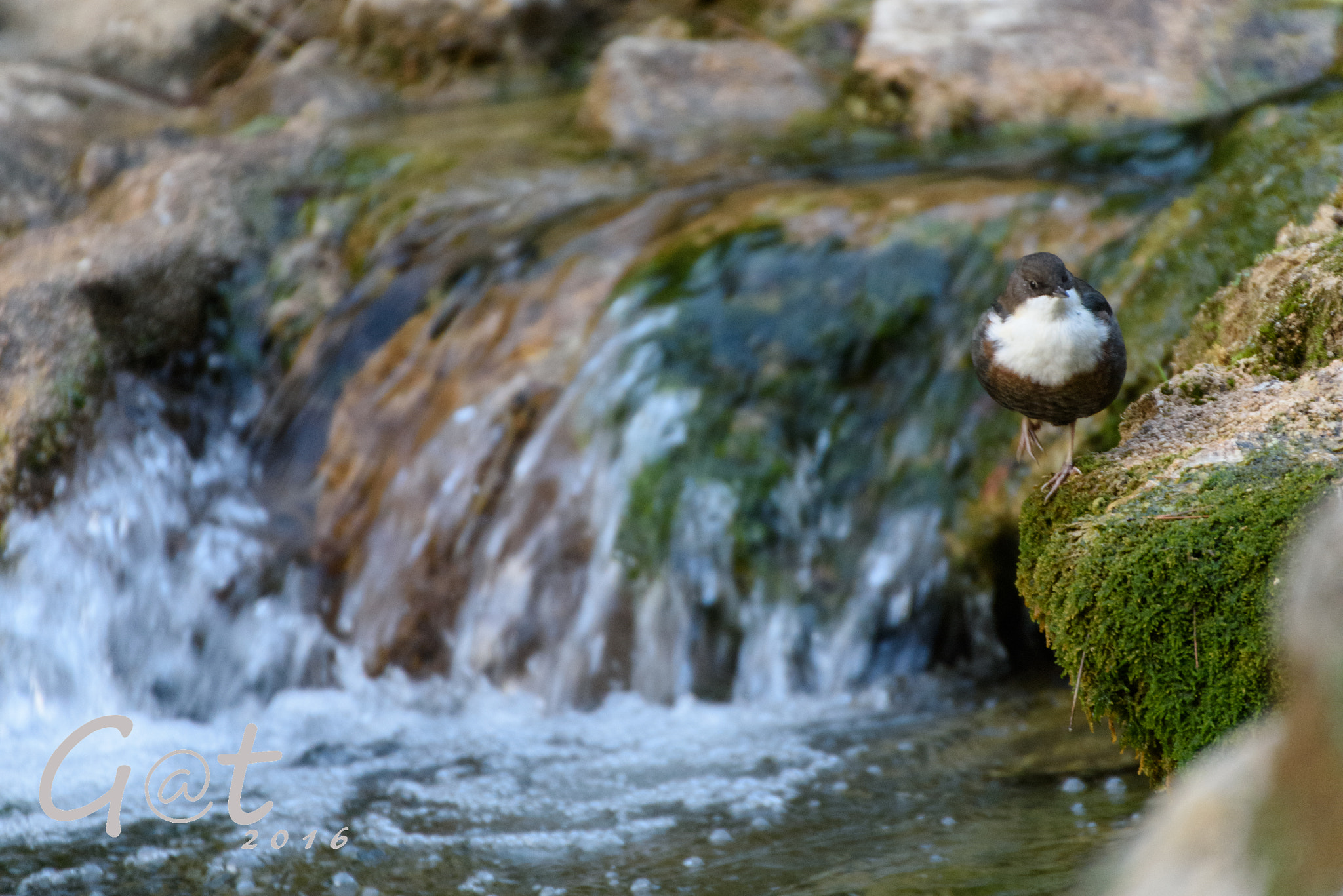 Nikon D810 + Sigma 50-500mm F4.5-6.3 DG OS HSM sample photo. Cinclus cinclus photography