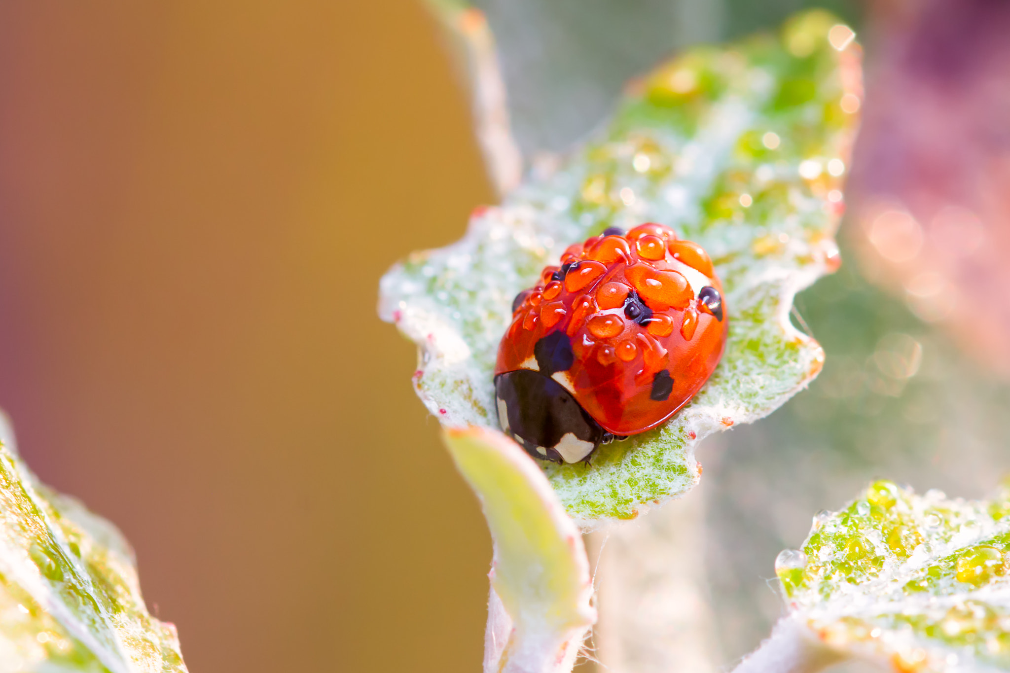 Sigma 105mm F2.8 EX DG OS HSM sample photo. Ladybug photography