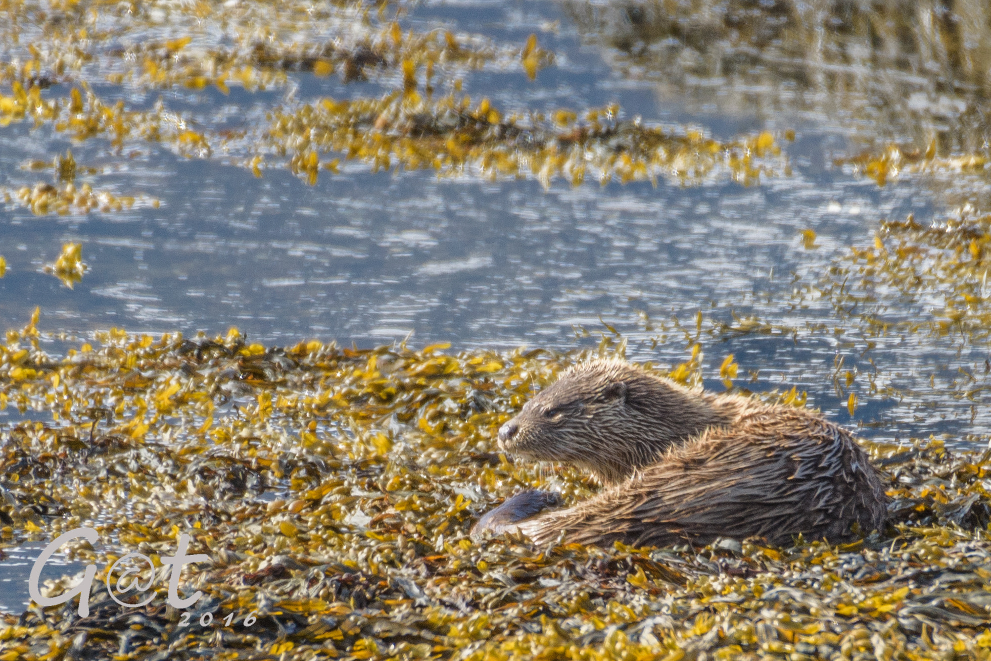 Nikon D810 + Sigma 50-500mm F4.5-6.3 DG OS HSM sample photo. Otter photography