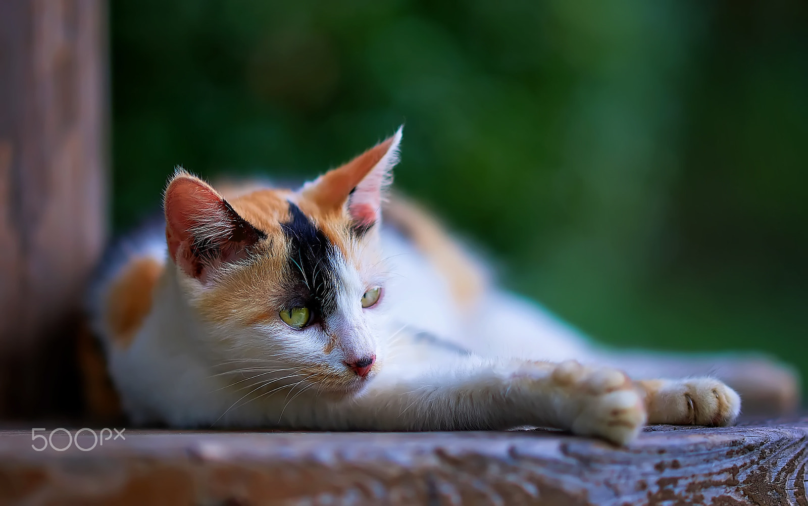 Sony Sonnar T* 135mm F1.8 ZA sample photo. Beautiful three flowers photography