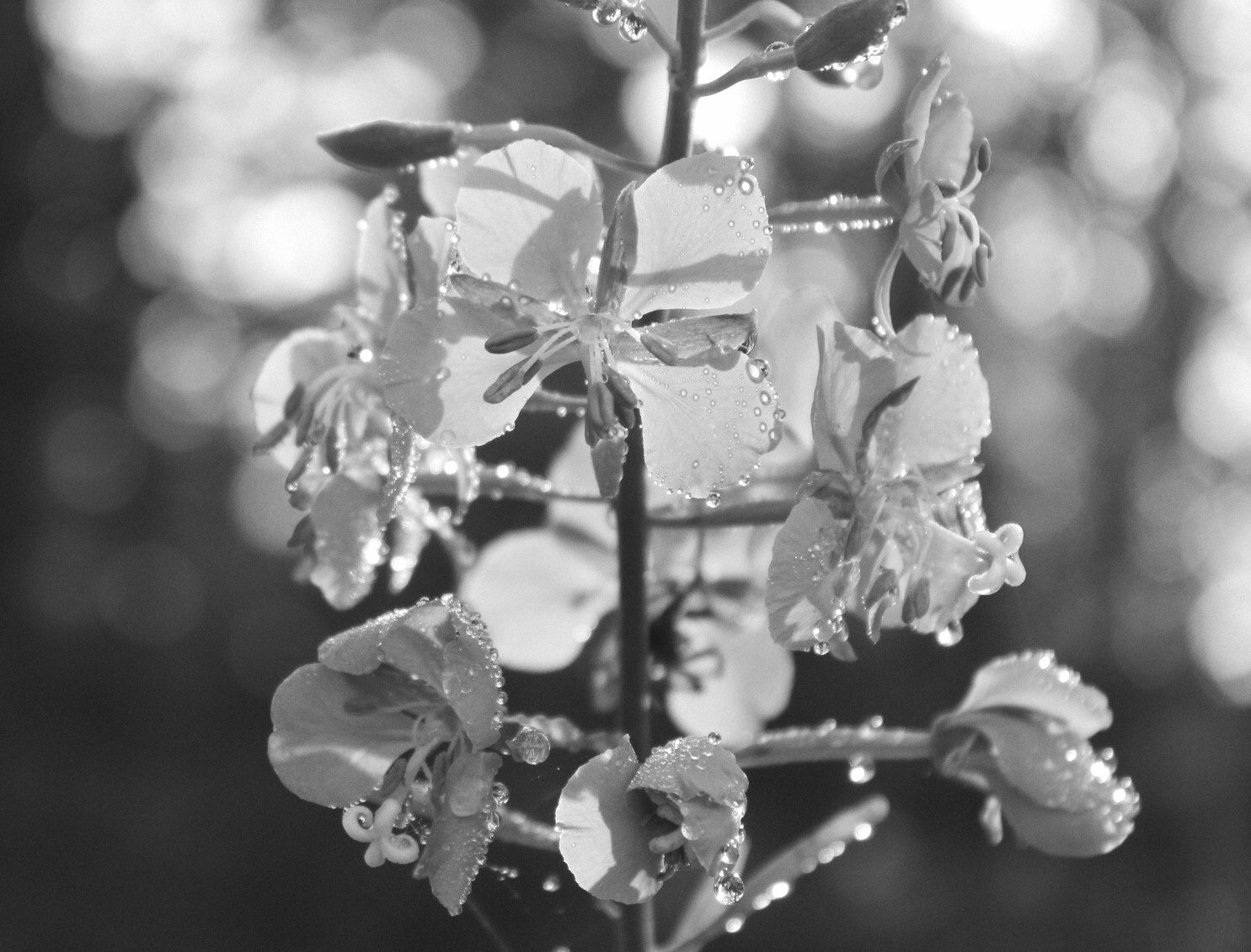 Canon EF-S 18-55mm F3.5-5.6 IS II sample photo. Fireweed after rain photography
