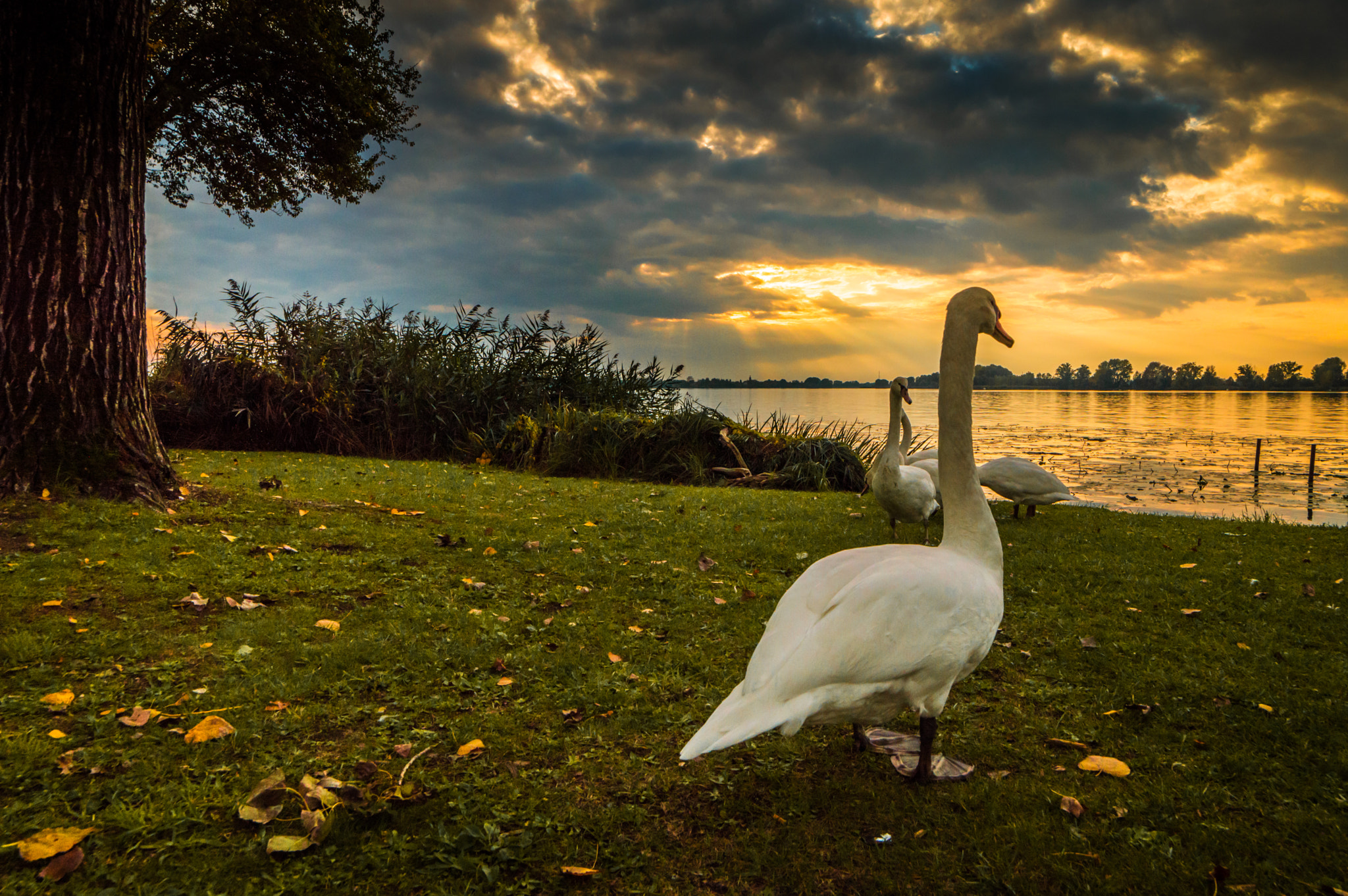 Samyang 14mm F2.8 ED AS IF UMC sample photo. Swans at sunset photography