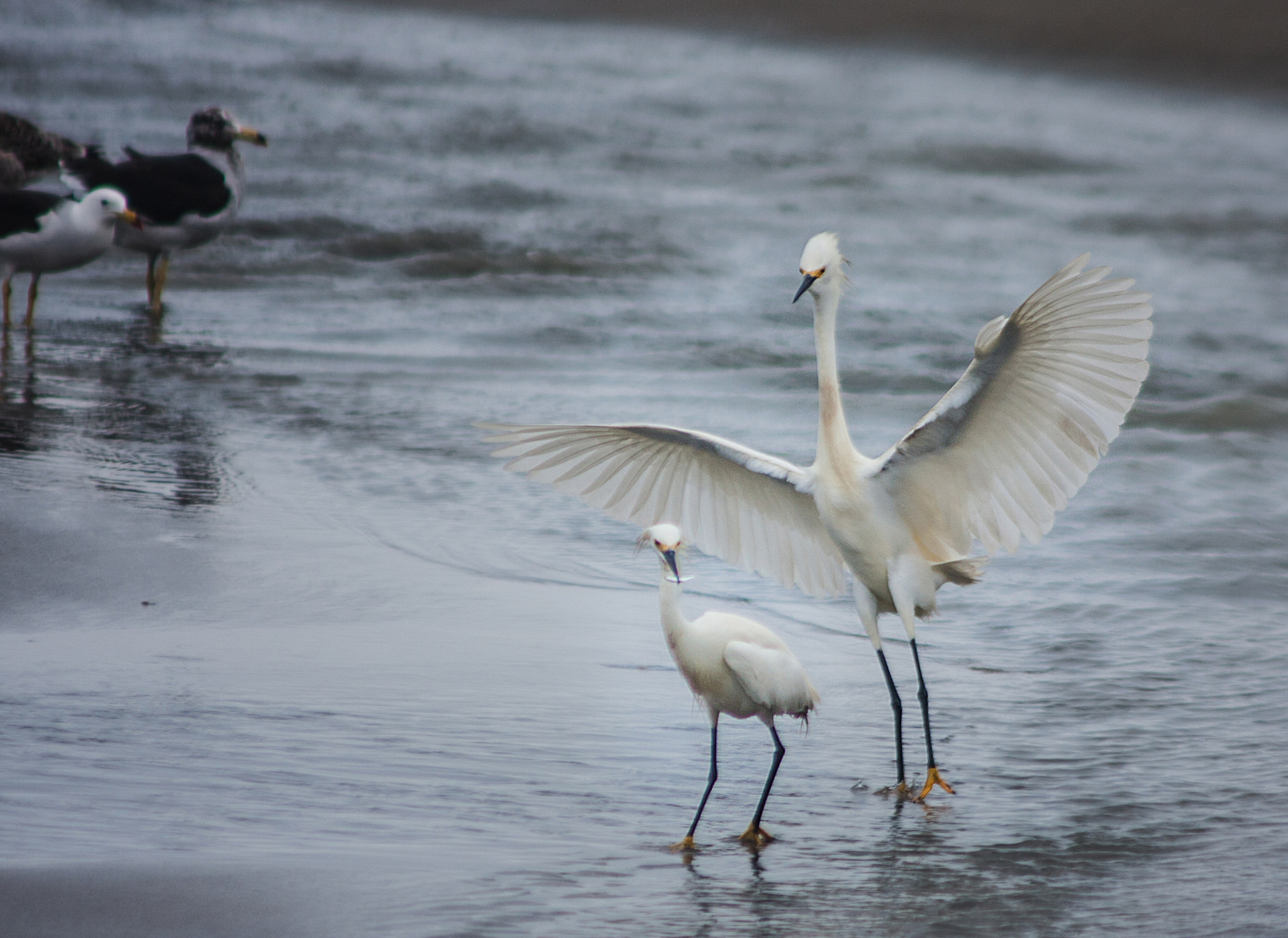 Canon EF 90-300mm F4.5-5.6 sample photo. Eeepaaa !!! photography