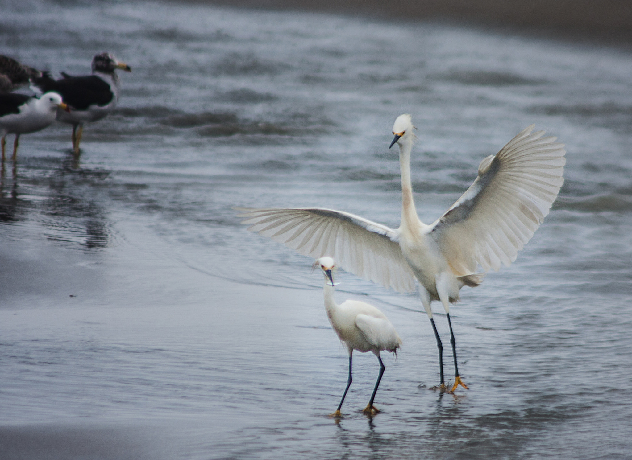 Canon EOS 40D + Canon EF 90-300mm F4.5-5.6 sample photo. Eeepaaa !!! photography