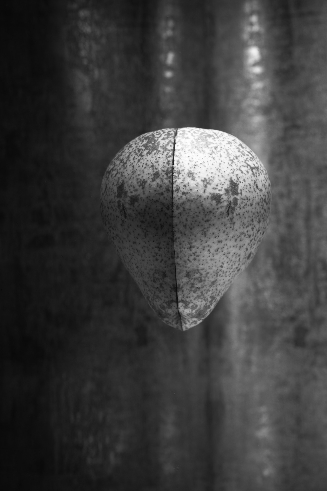Canon EF 50mm F2.5 Macro sample photo. Pearfiction photography