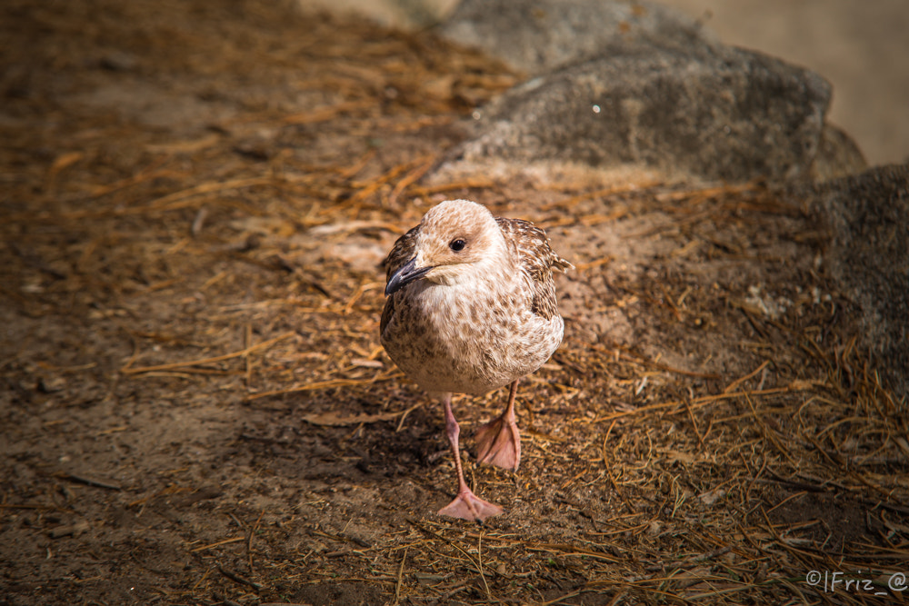 Canon EOS 6D + Sigma 70-200mm F2.8 EX DG OS HSM sample photo. Mg photography