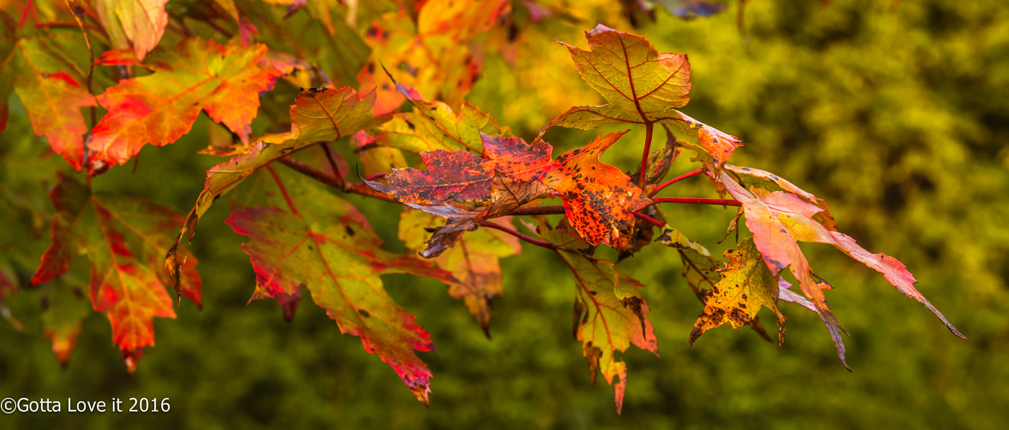 Sigma 18-35mm f/1.8 DC HSM sample photo. Fall photography