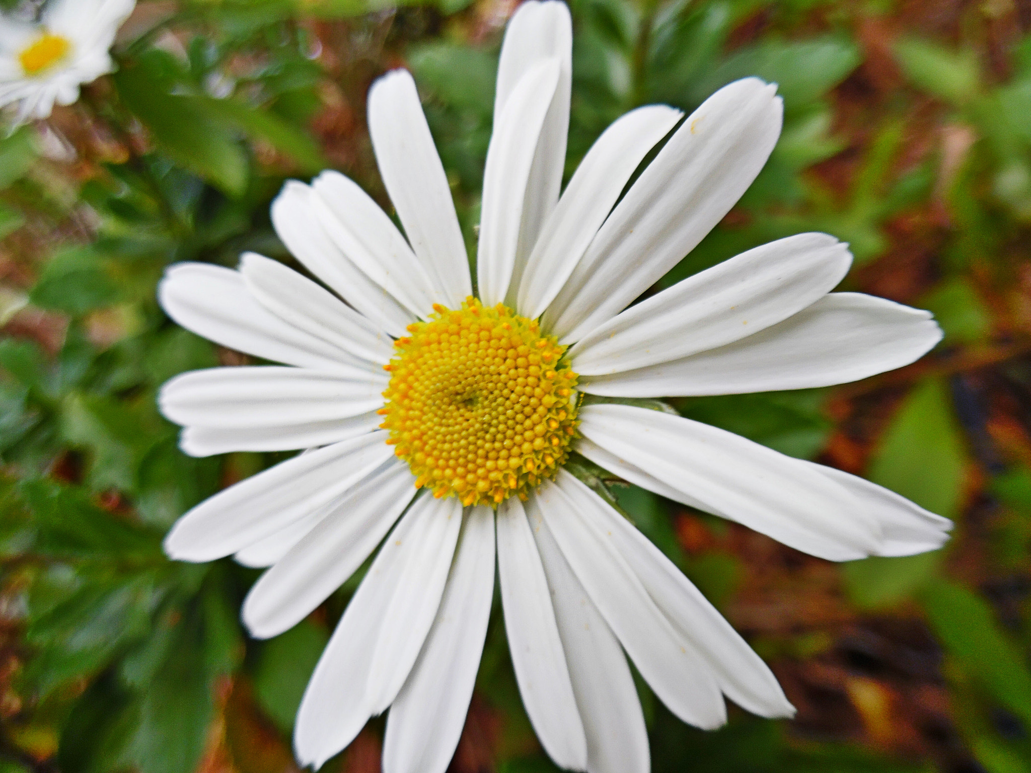 Samsung WB35F/WB36F/WB37F sample photo