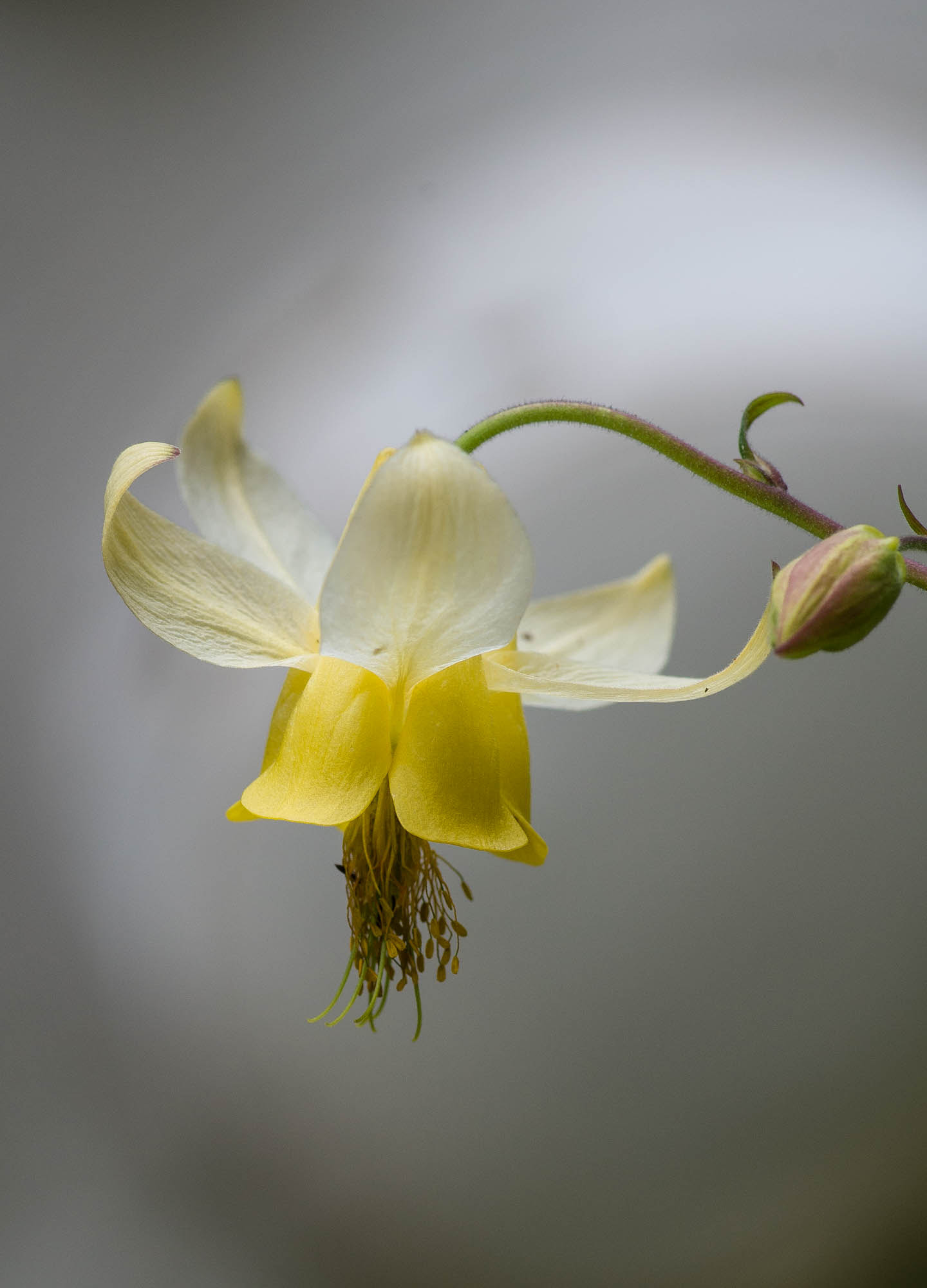 Pentax smc D-FA 100mm F2.8 Macro WR sample photo. Wild flower photography