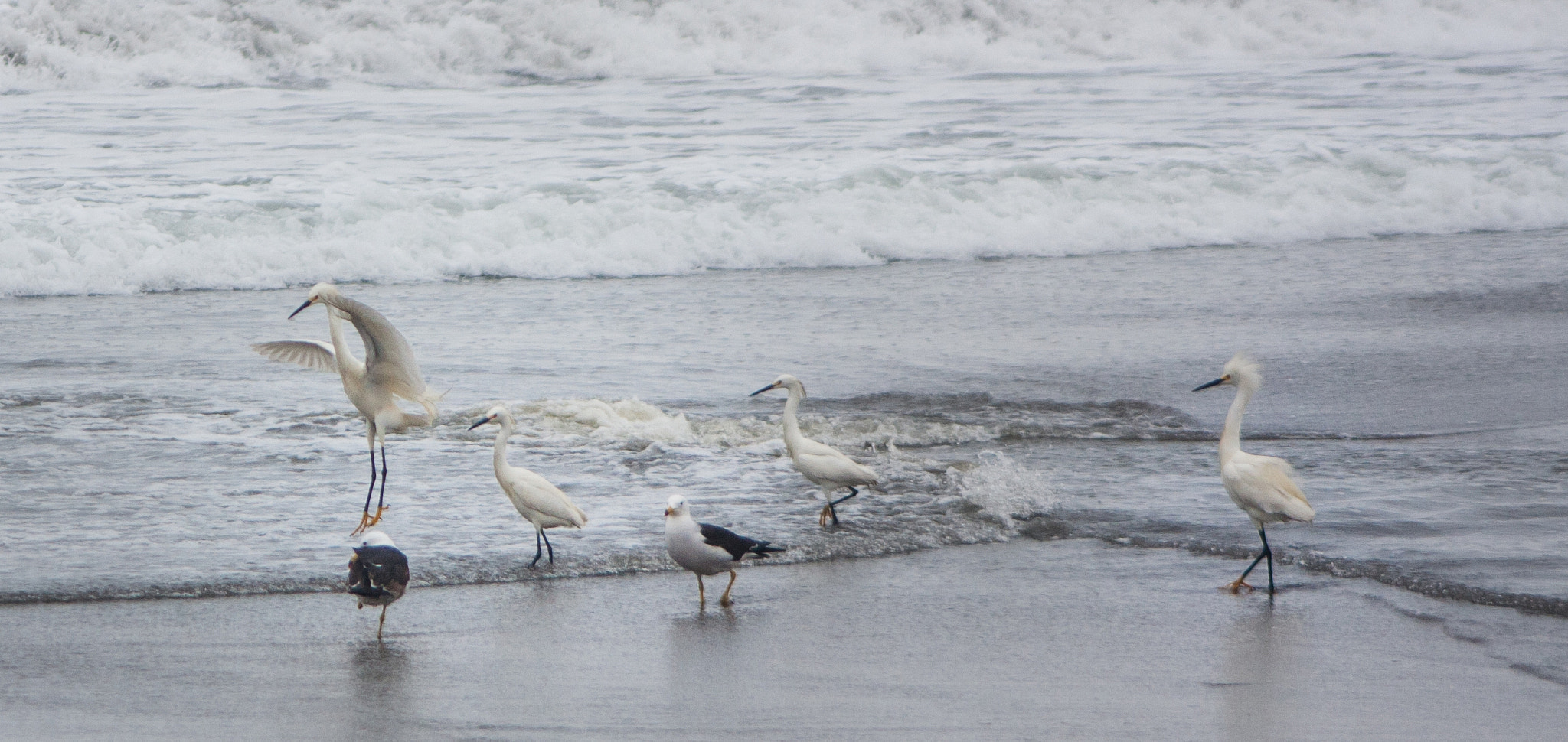 Canon EF 90-300mm F4.5-5.6 sample photo. Aterrizaje de emergencia ? photography