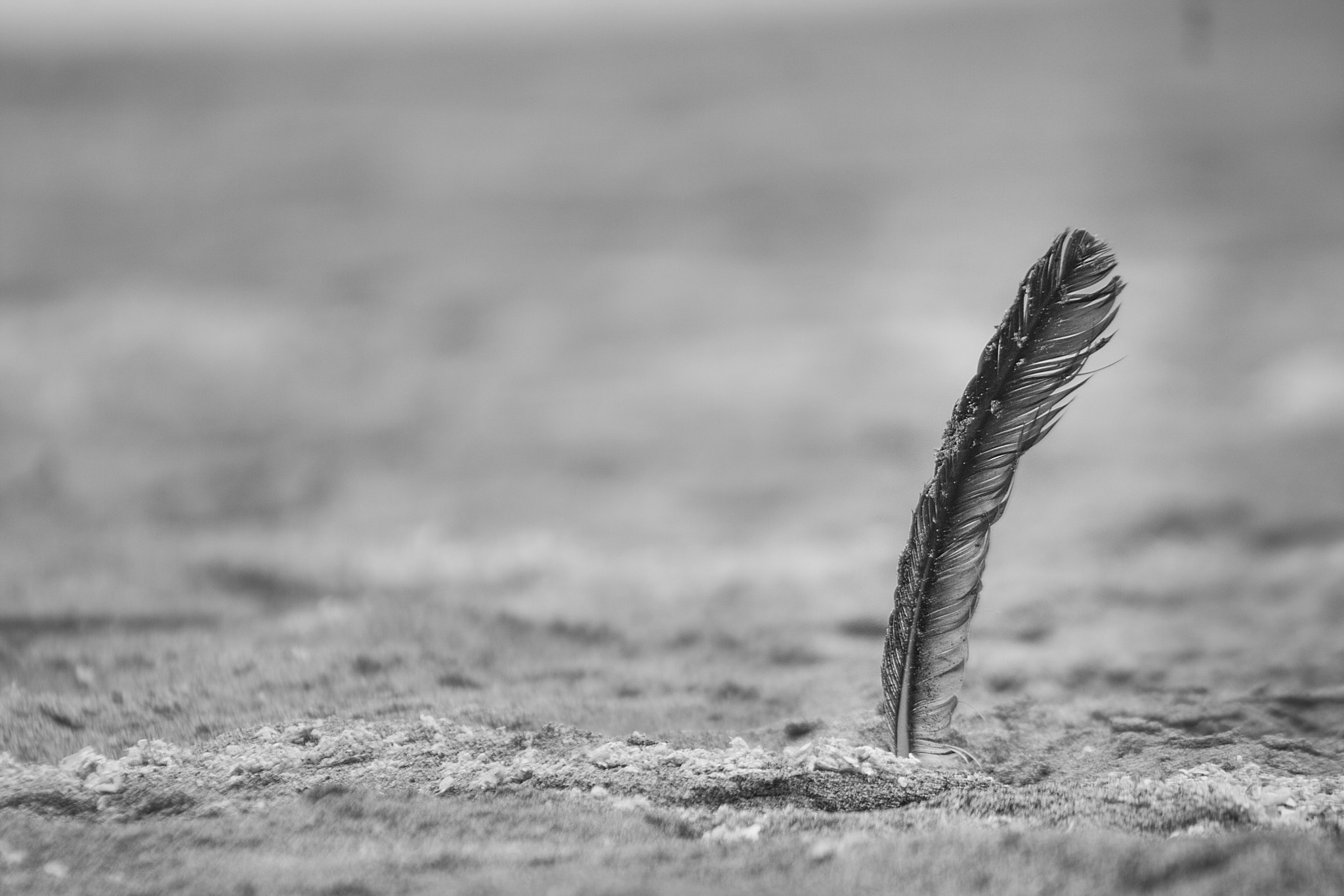 Canon EF 90-300mm F4.5-5.6 sample photo. Pluma clava photography
