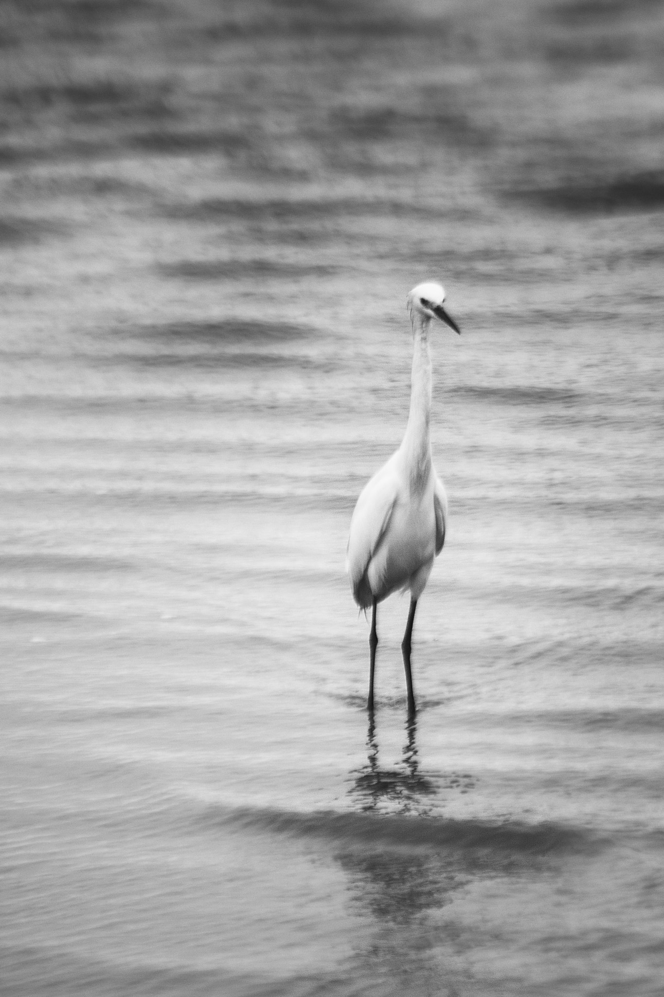 Canon EF 90-300mm F4.5-5.6 sample photo. G. b&w 2 photography