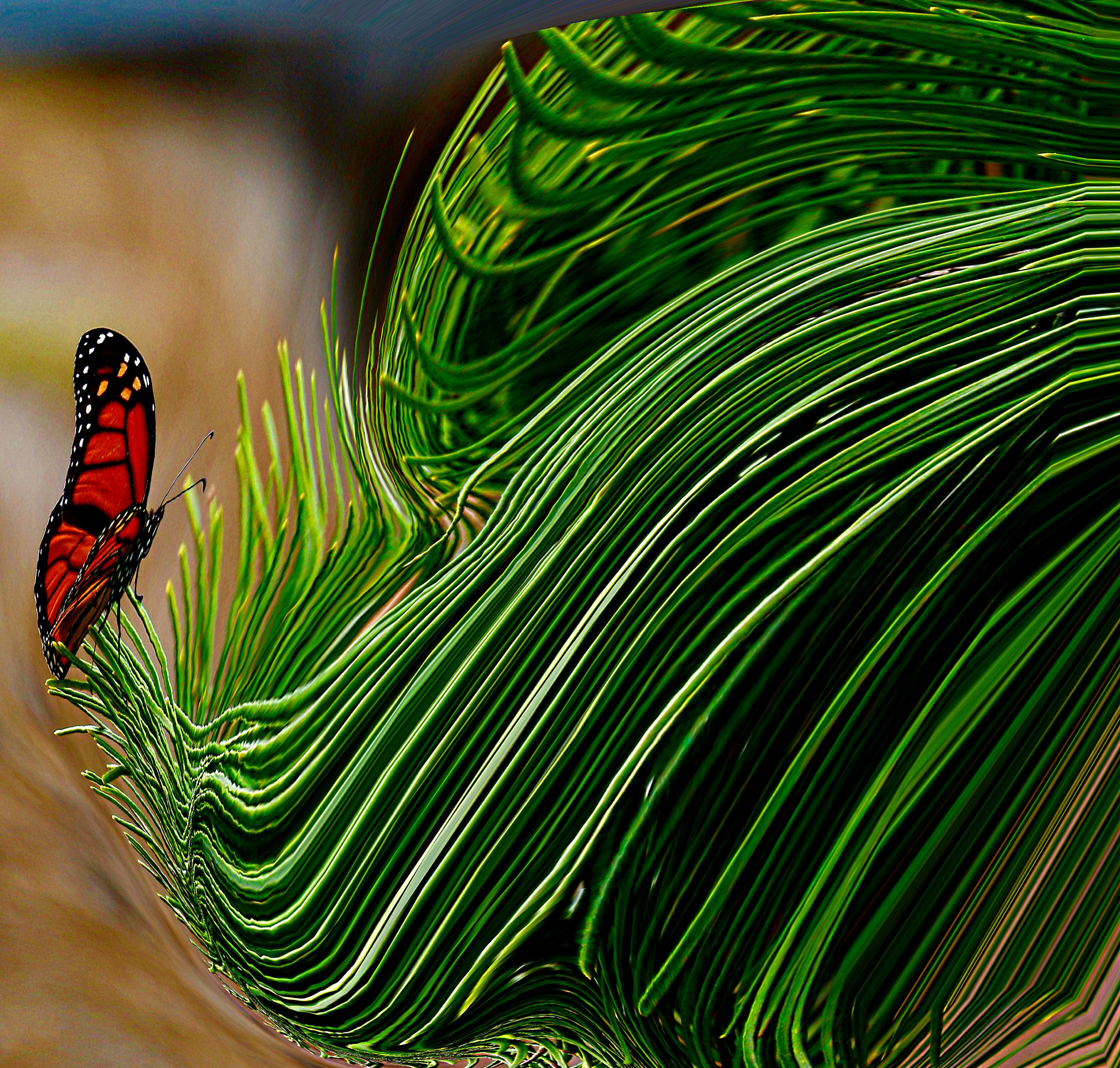 Canon EF 70-300mm F4-5.6L IS USM sample photo. Butterfly photography