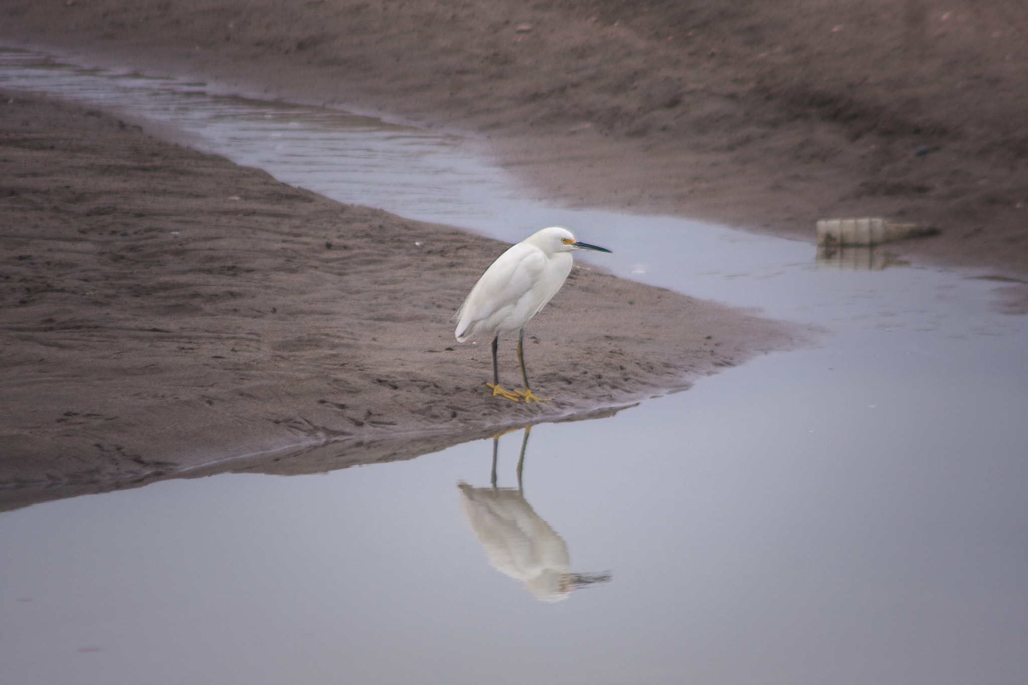 Canon EOS 40D + Canon EF 90-300mm F4.5-5.6 sample photo. Reflejo de garza photography