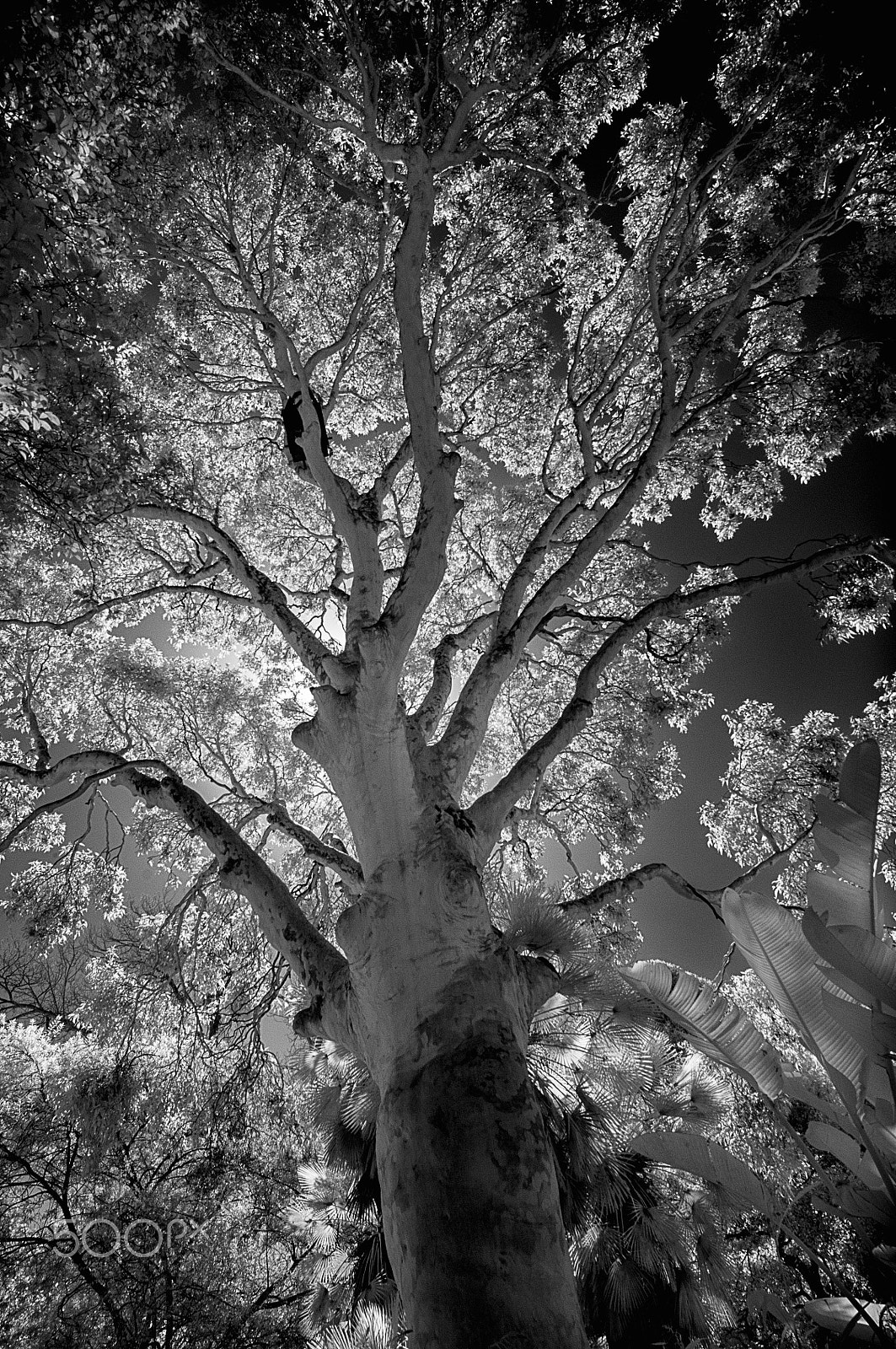 Nikon AF-S Nikkor 14-24mm F2.8G ED sample photo. Light (infrared) photography