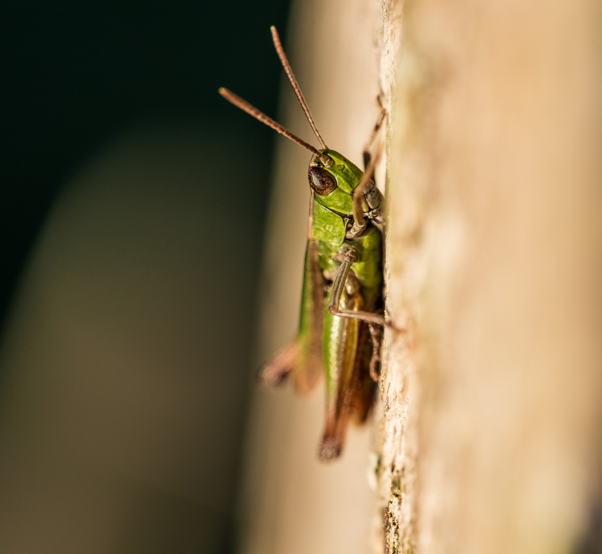 Sigma 150mm F2.8 EX DG OS Macro HSM sample photo