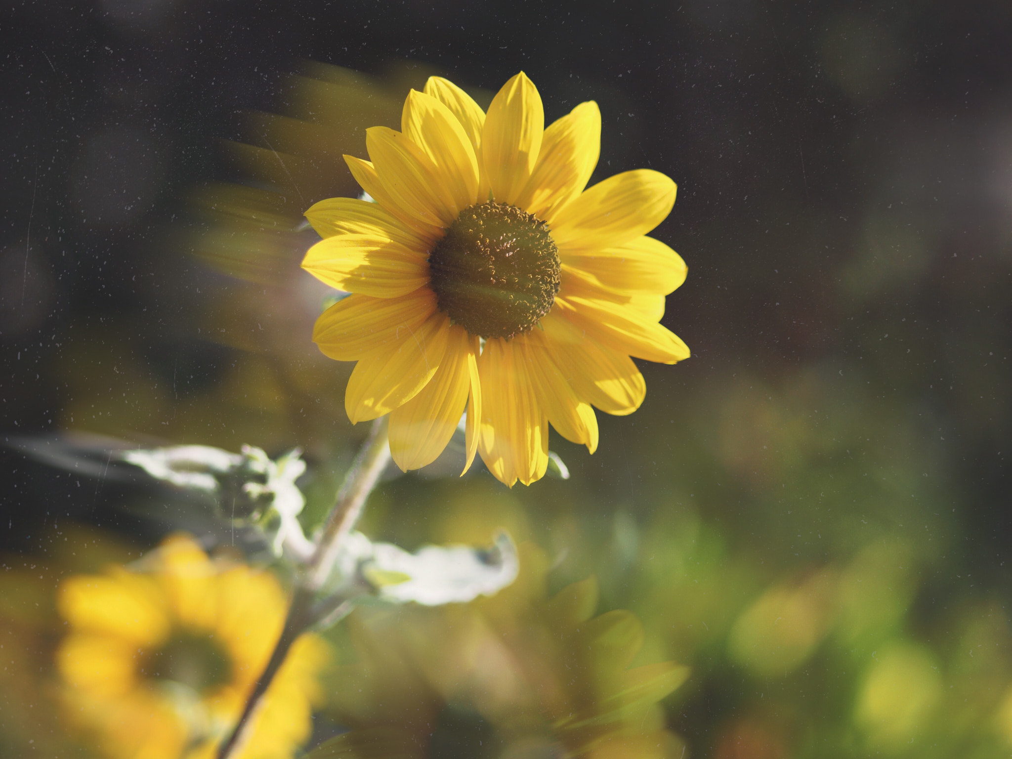 Hipstamatic 322 sample photo. Phantasmagoria of sunflower photography
