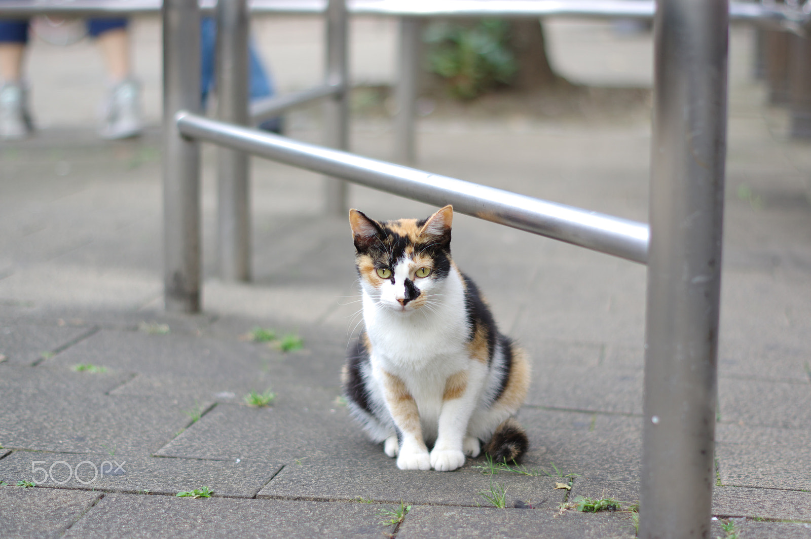 Pentax K-3 + Pentax smc DA 50mm F1.8 sample photo. Human observation photography
