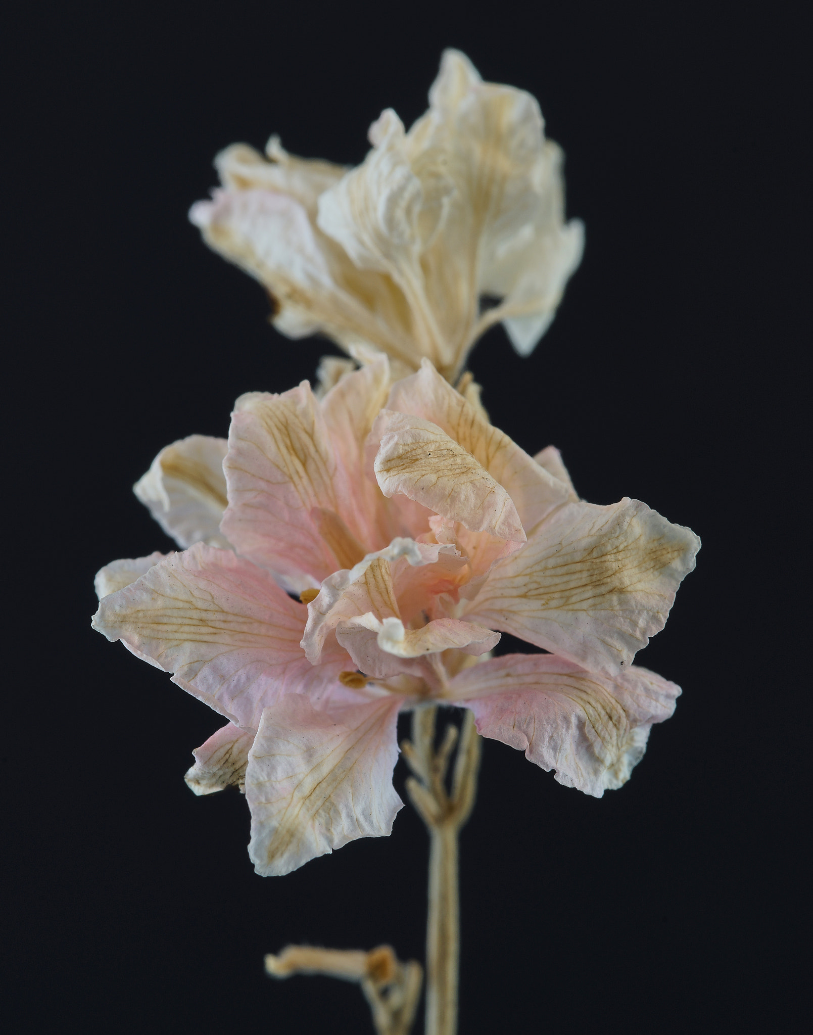 Sony a7 + Tamron SP 90mm F2.8 Di VC USD 1:1 Macro (F004) sample photo. Dried pink wildflowers.  photography