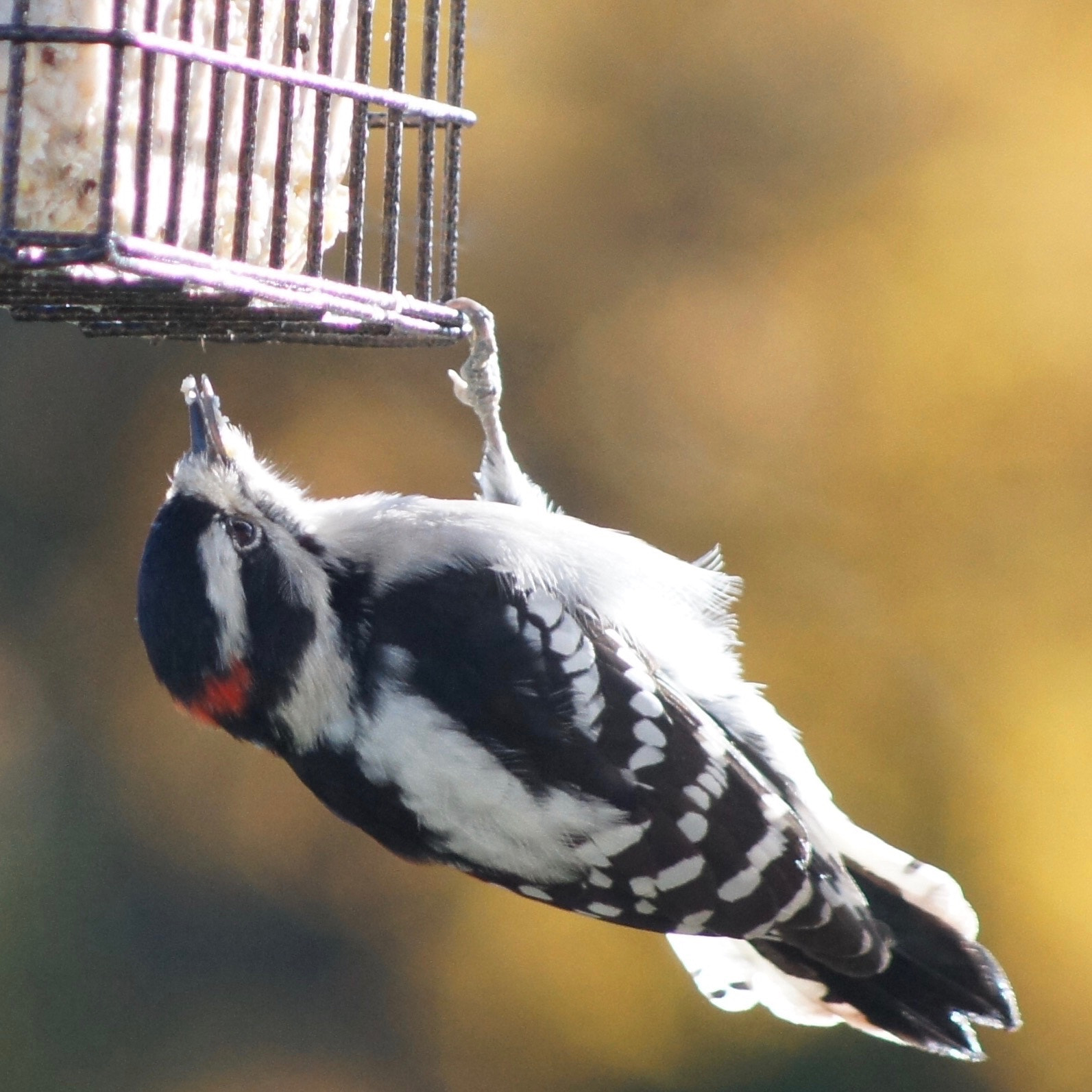 Sony SLT-A35 + Sony 75-300mm F4.5-5.6 sample photo. Hang in there photography