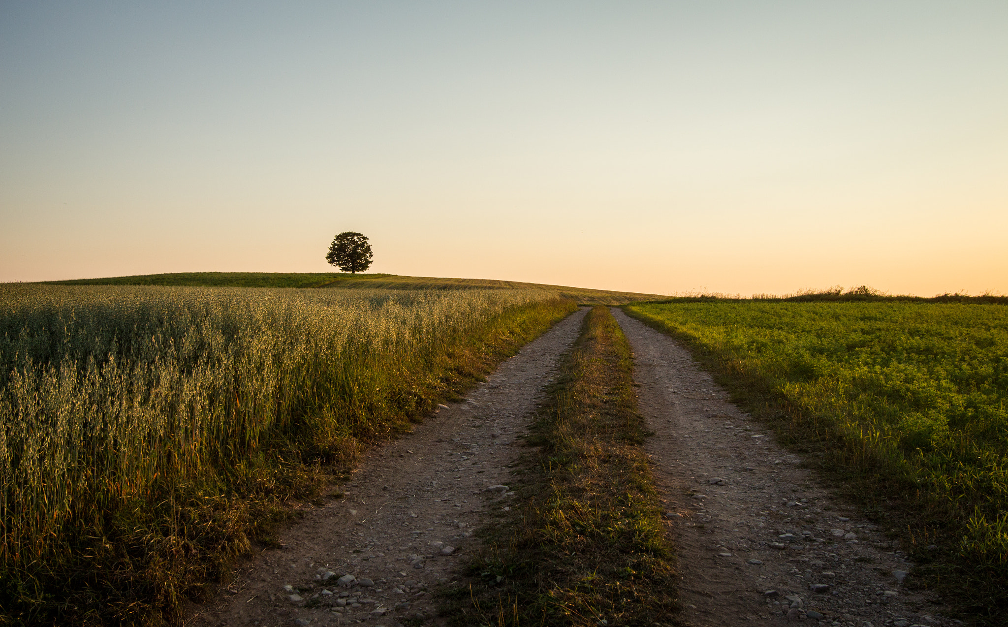 Canon EF-S 10-22mm F3.5-4.5 USM sample photo. Lone tree photography