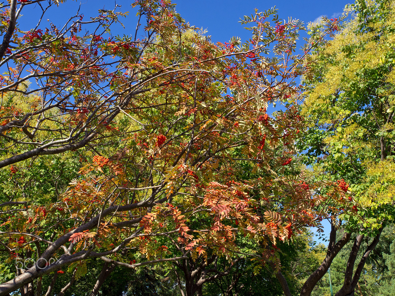 Olympus E-5 + Olympus Zuiko Digital ED 12-60mm F2.8-4.0 SWD sample photo. Autumn foliage in west kildonan park photography