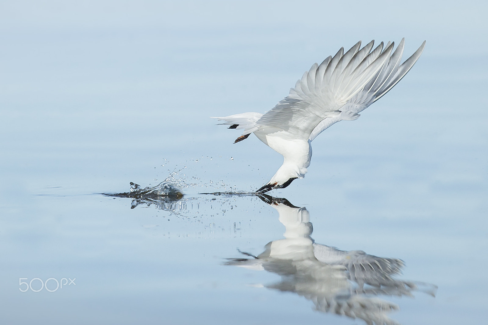Canon EF 300mm F2.8L IS II USM sample photo. Super scooper photography