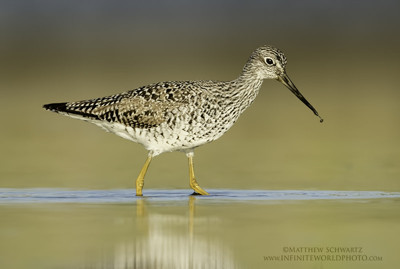 Canon EF 500mm F4L IS II USM sample photo. Yellowlegs with muddy beak photography
