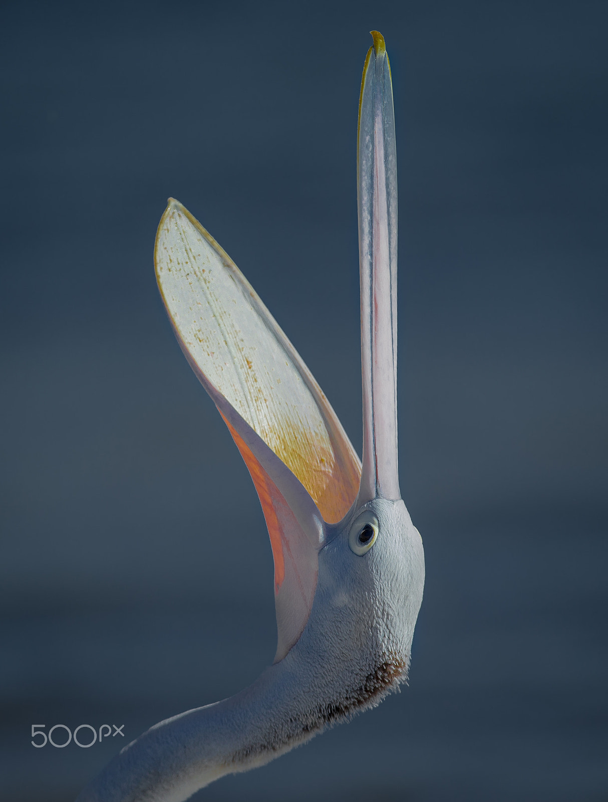 Canon EF 300mm F2.8L IS II USM sample photo. Big mouth photography