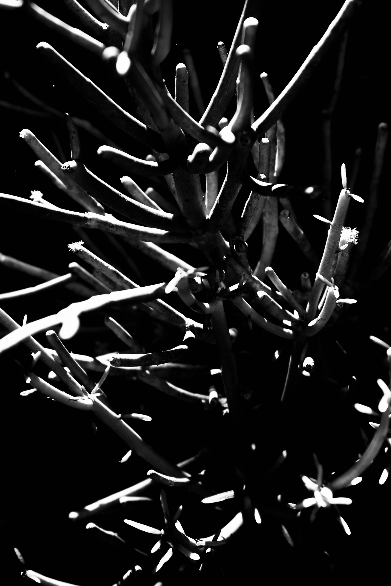 Canon EF 24-70mm F4L IS USM sample photo. Alien fingers photography