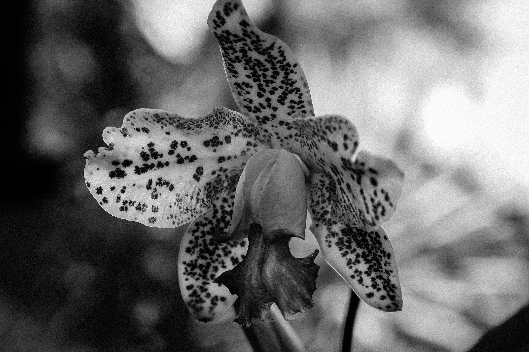 Canon EF 24-70mm F4L IS USM sample photo. B&w orchid photography