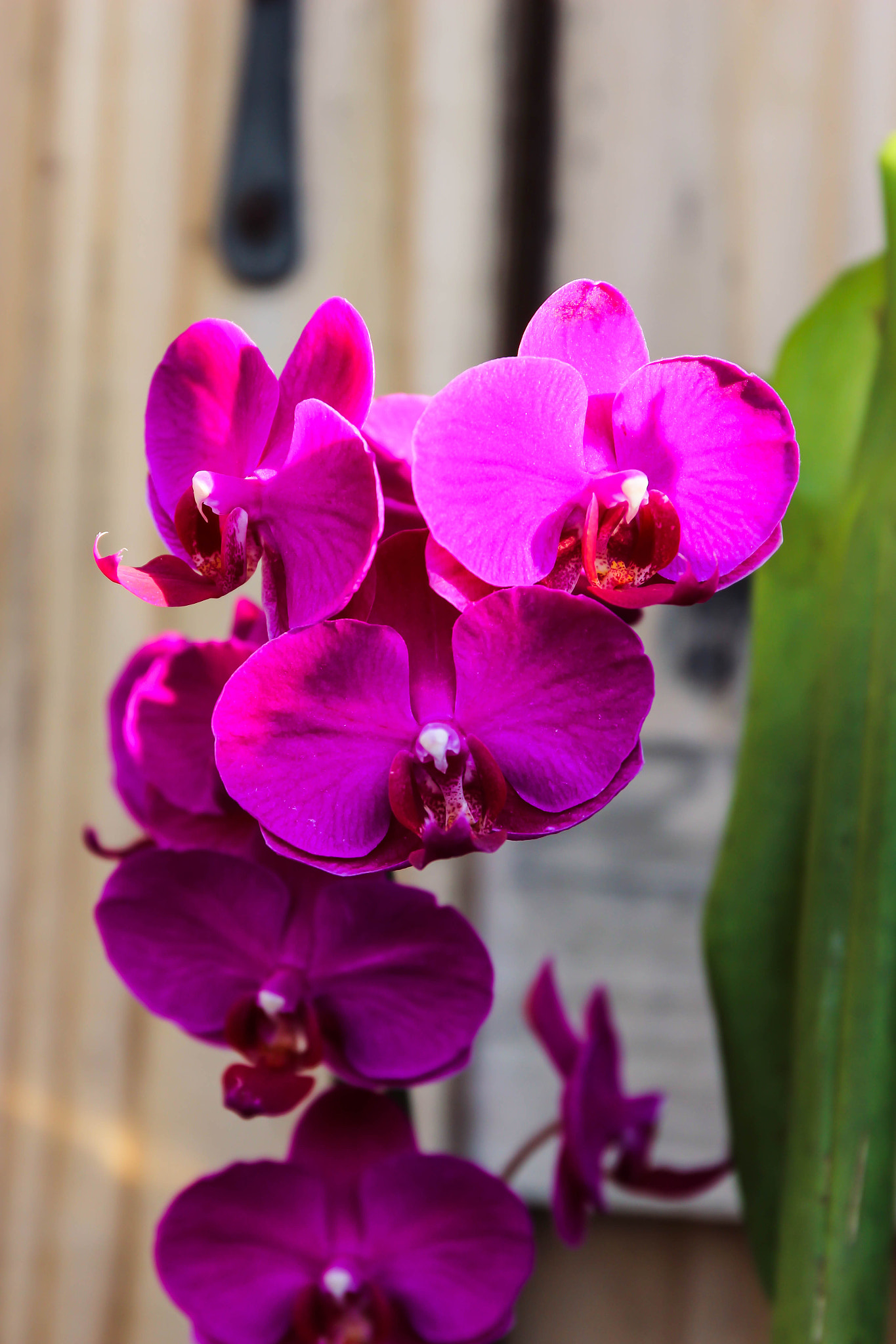 Canon EF 24-70mm F4L IS USM sample photo. Baby purplepeep eater photography
