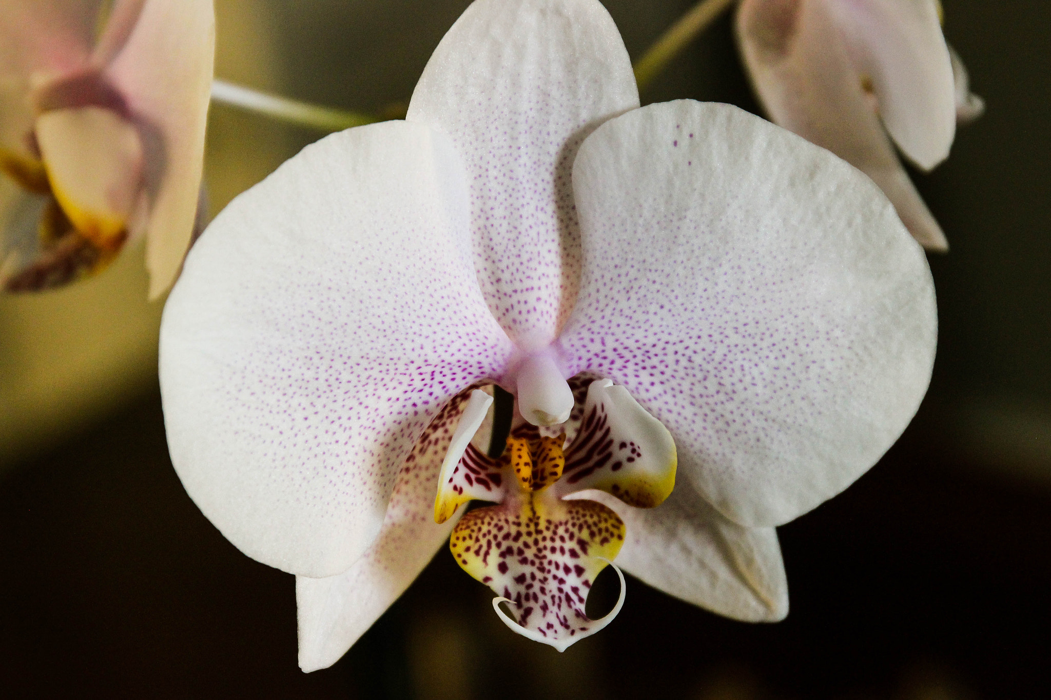 Canon EF 24-70mm F4L IS USM sample photo. Orchid open detail photography