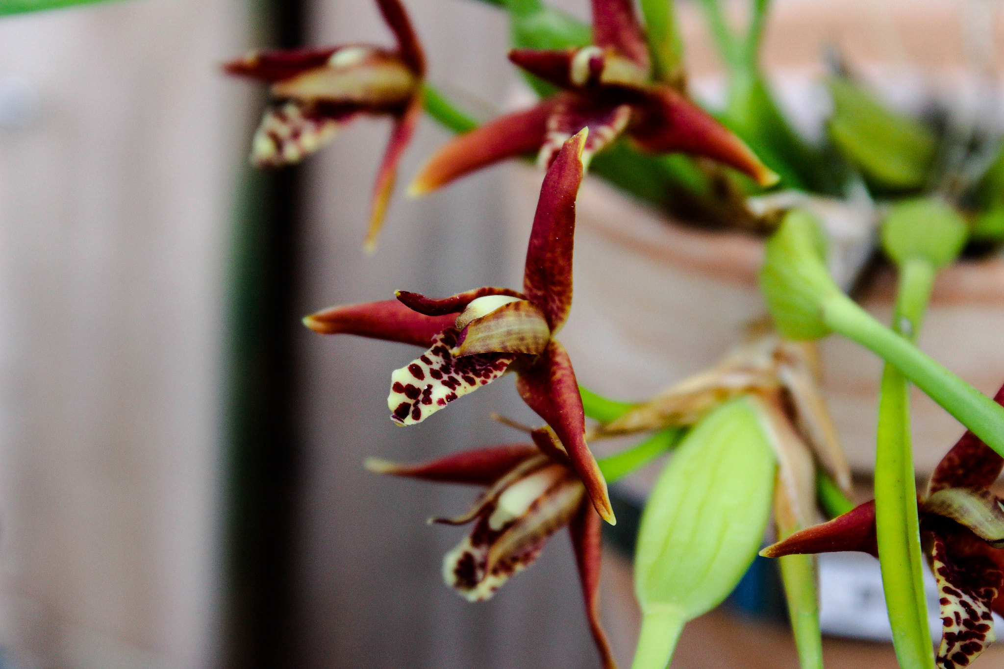 Canon EF 24-70mm F4L IS USM sample photo. Orchid open photography