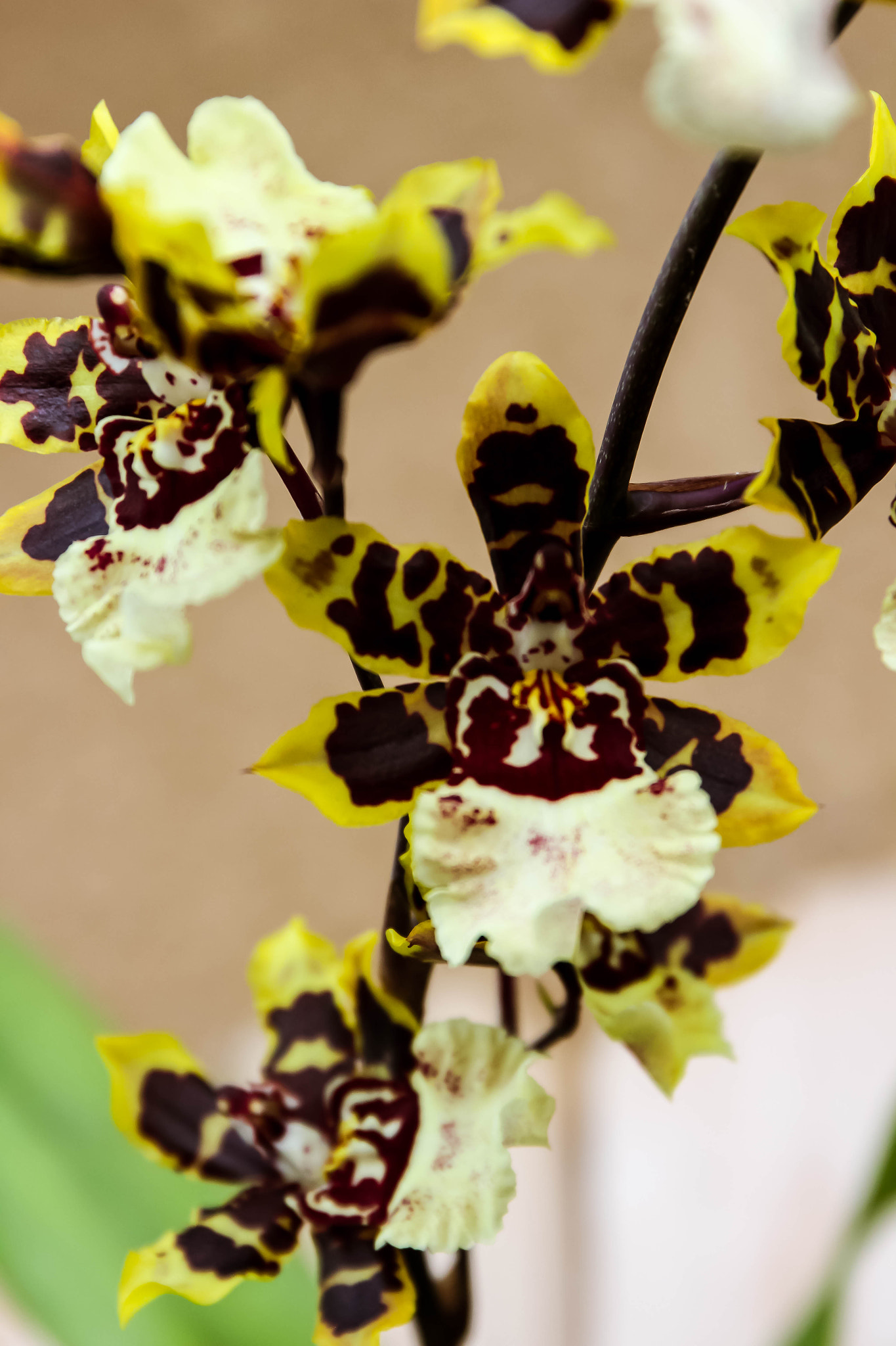 Canon EF 24-70mm F4L IS USM sample photo. Orchid open photography