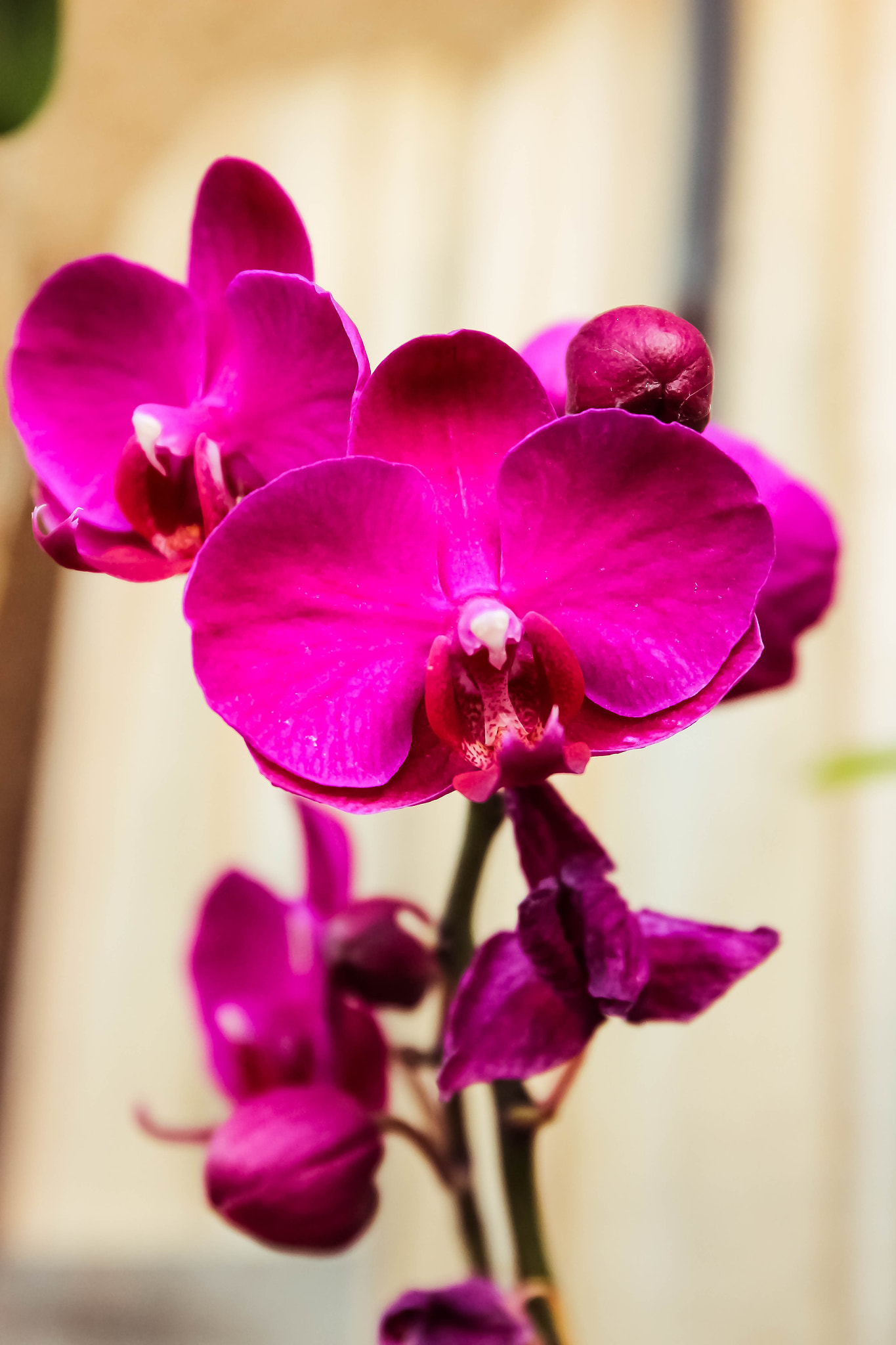 Canon EF 24-70mm F4L IS USM sample photo. Orchid open photography