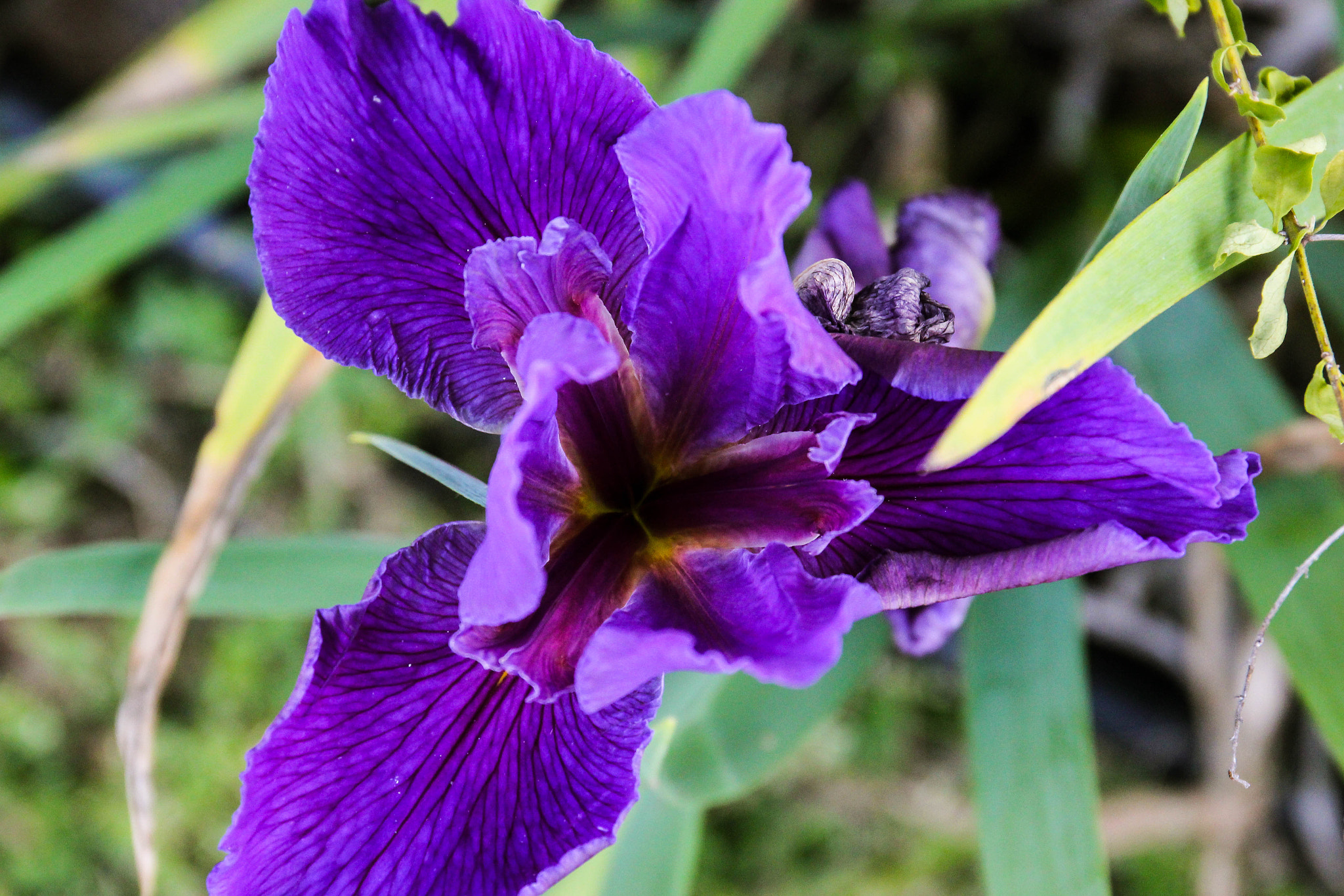 Canon EF 24-70mm F4L IS USM sample photo. Orchid open photography