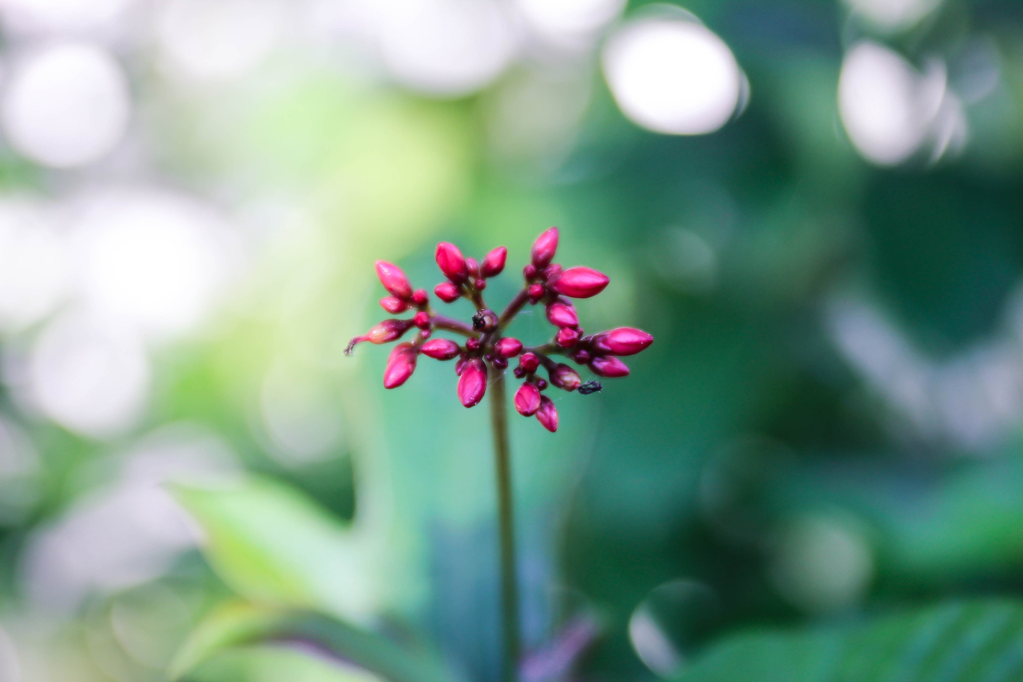 Canon EF 24-70mm F4L IS USM sample photo. Redbuds photography