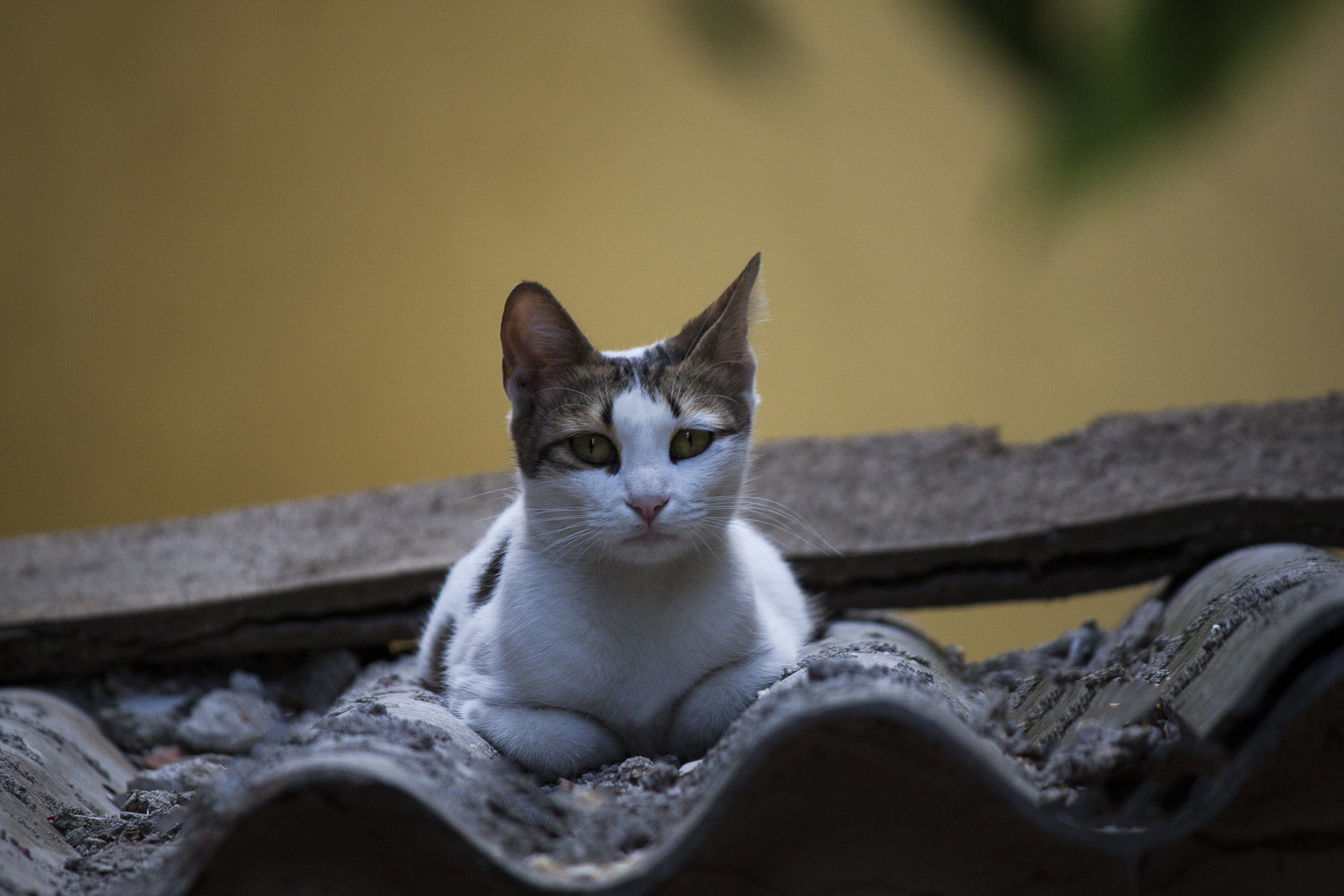 Canon EOS 500D (EOS Rebel T1i / EOS Kiss X3) sample photo. Kedi photography