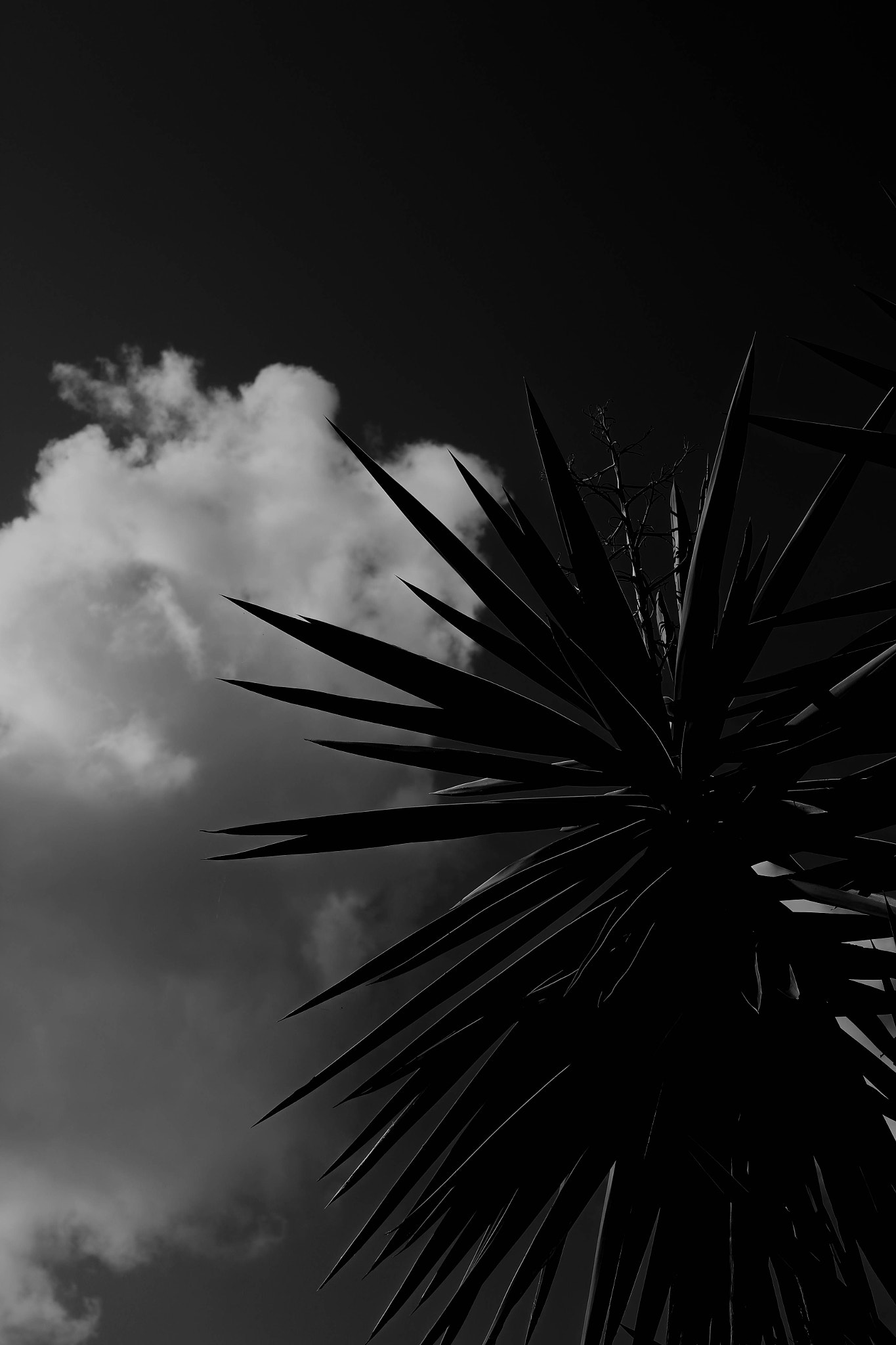 Canon EF 24-70mm F4L IS USM sample photo. Smokin spikes photography