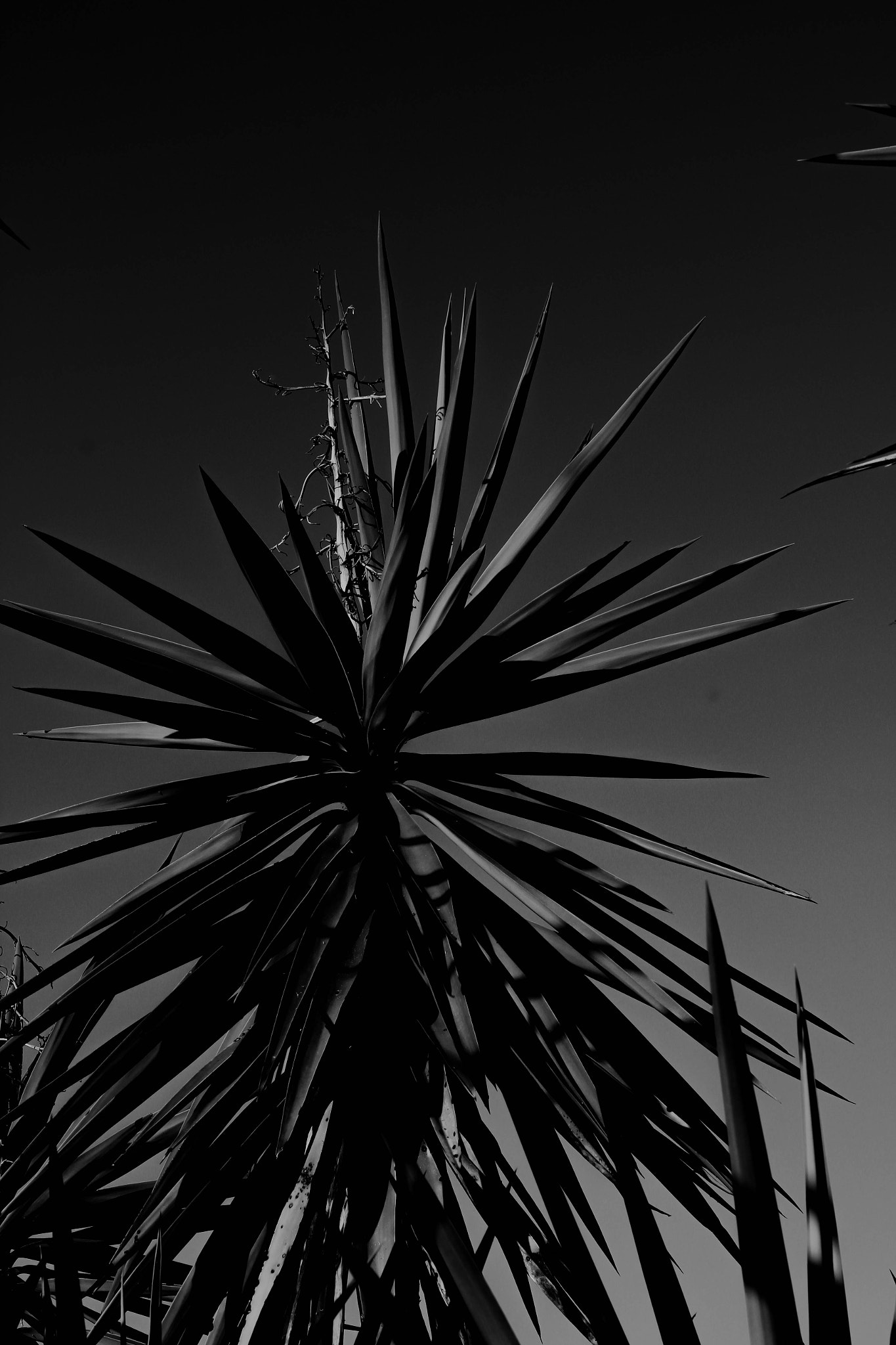 Canon EF 24-70mm F4L IS USM sample photo. Spiked photography