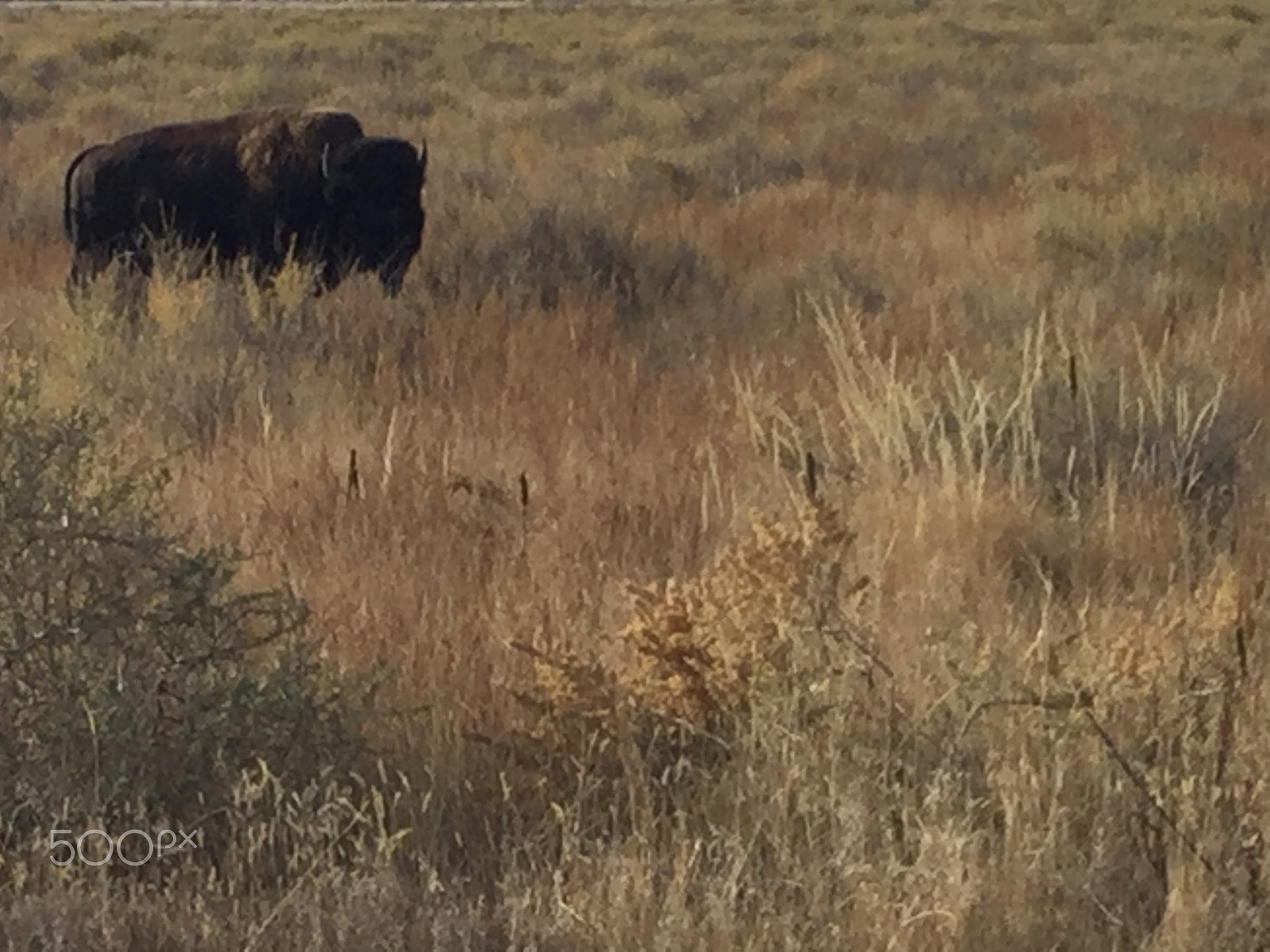 Apple iPad5,3 sample photo. Big bison photography