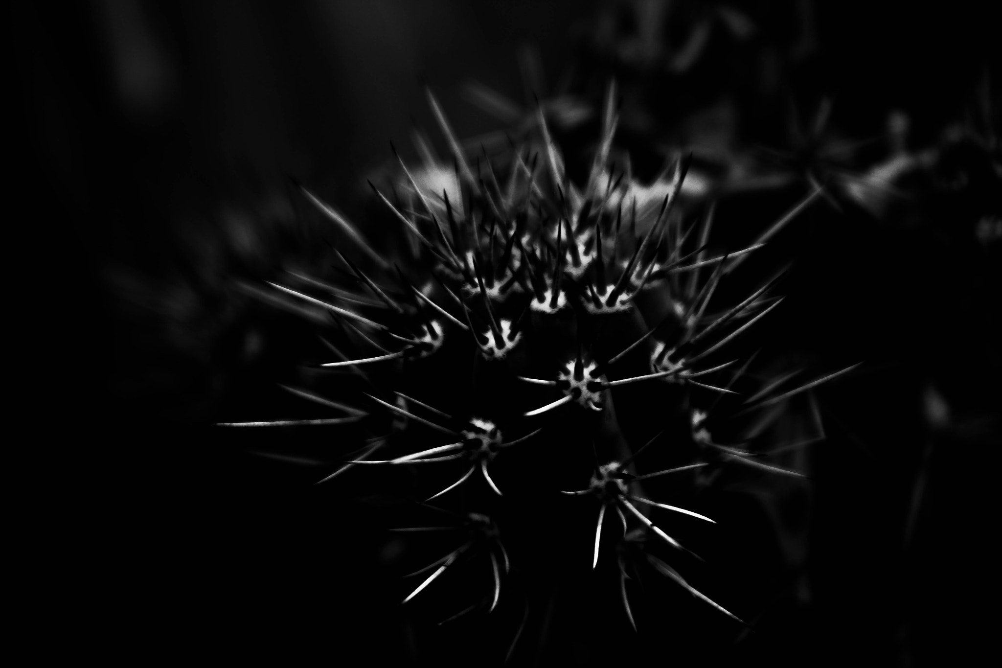 Canon EF 24-70mm F4L IS USM sample photo. Spiked photography