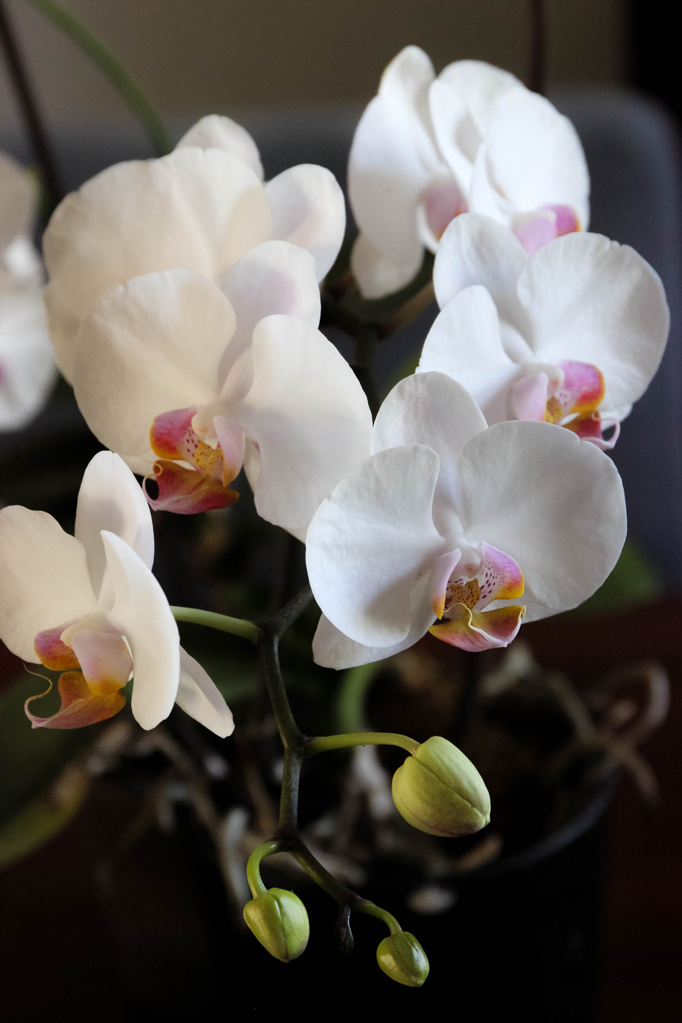 Canon EF 24-70mm F4L IS USM sample photo. White orchid photography