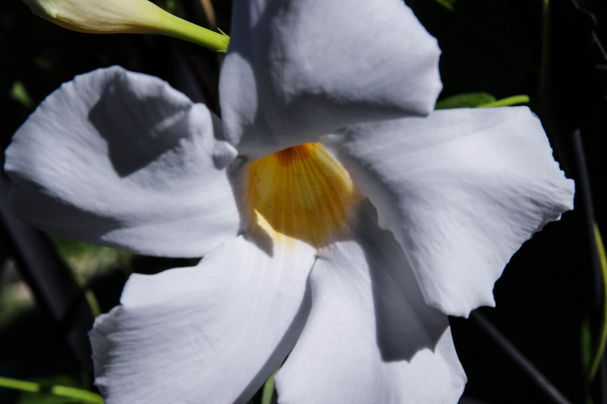 Canon EF 24-70mm F4L IS USM sample photo. White pinwheel photography