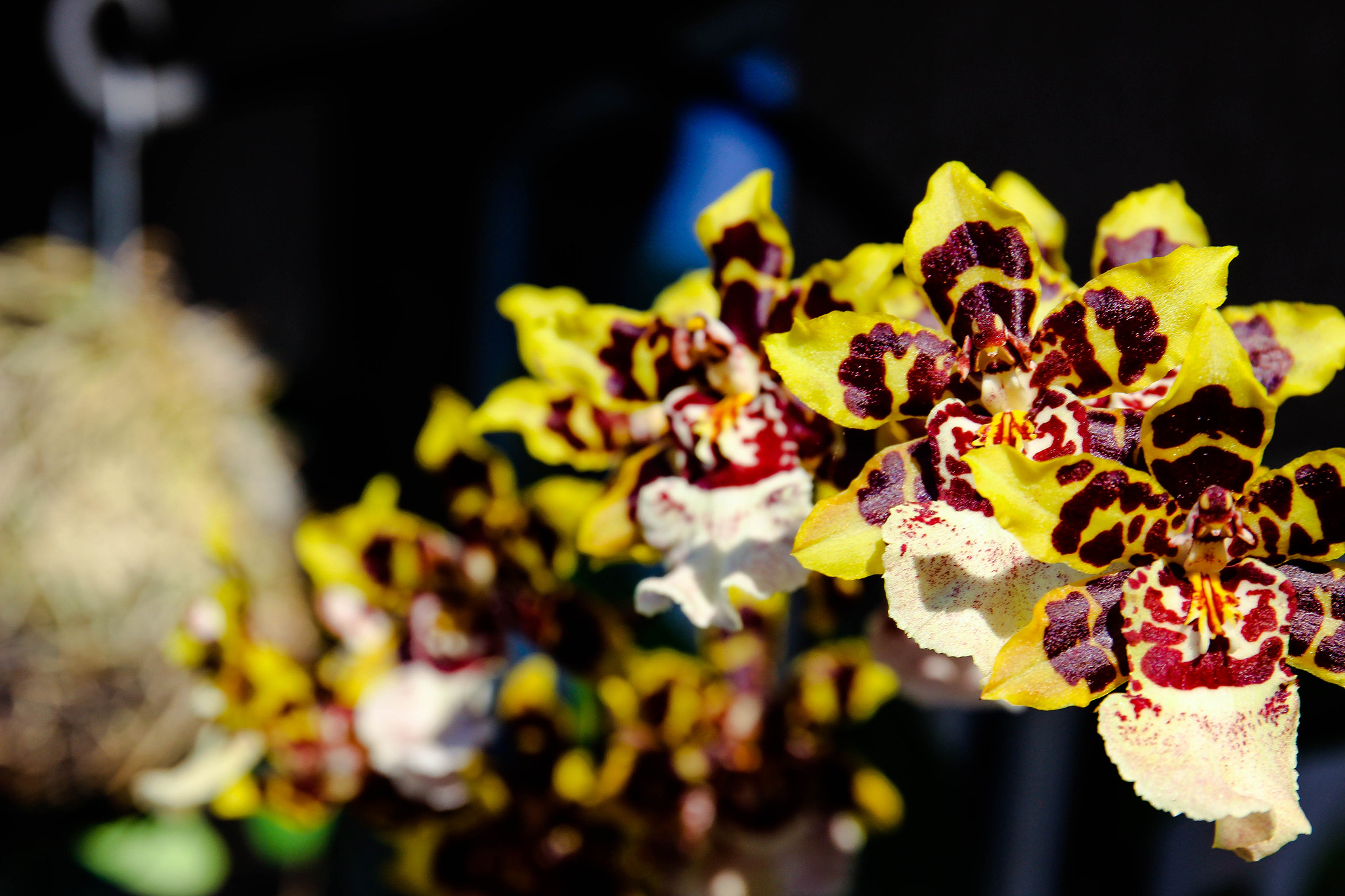 Canon EF 24-70mm F4L IS USM sample photo. Yellow dragon photography