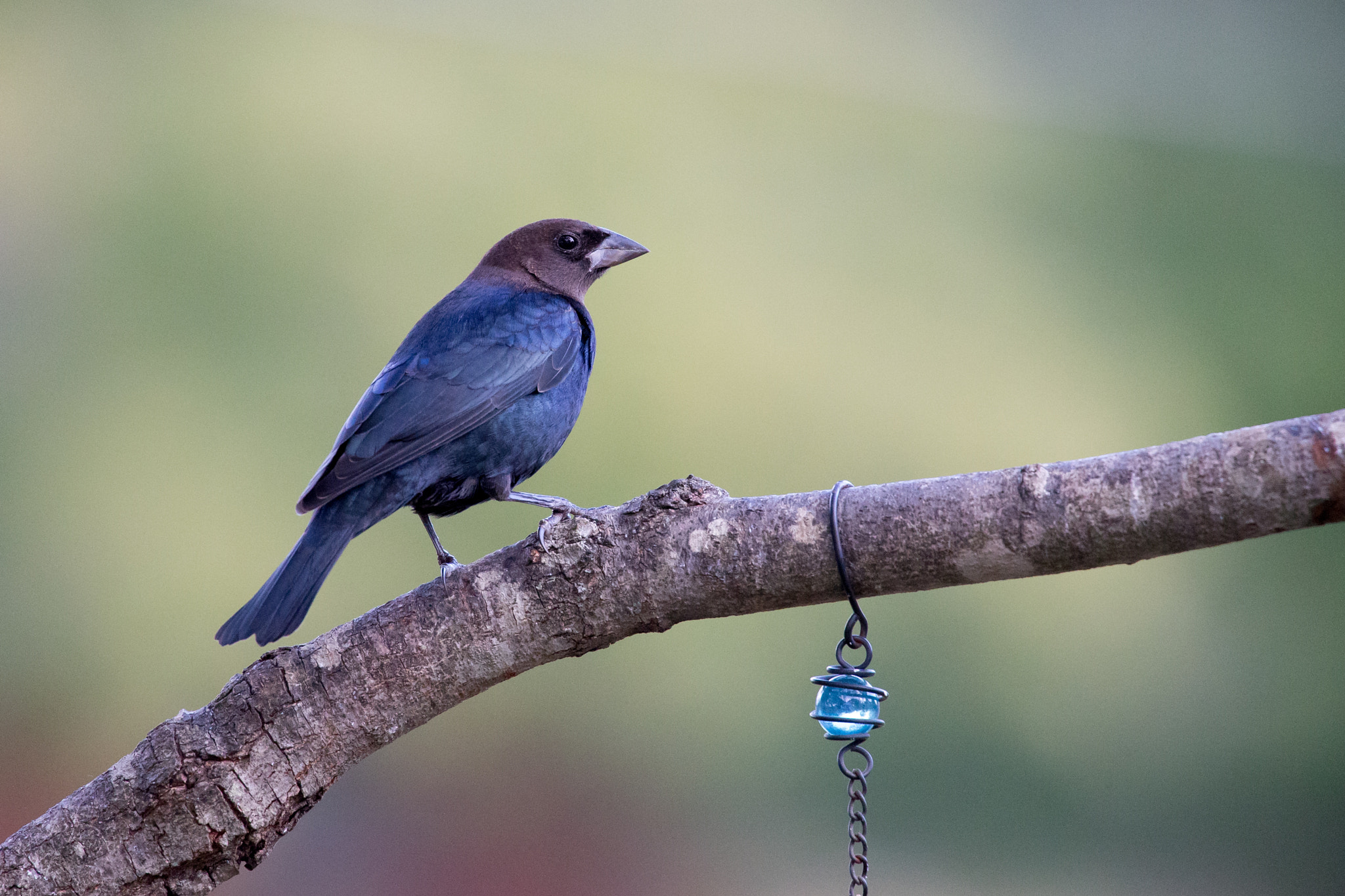 Canon EOS-1D X sample photo. Cow bird photography