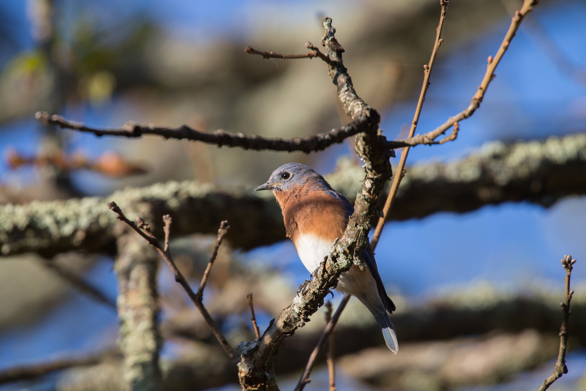 Canon EOS-1D X sample photo. Eastern blue bird photography