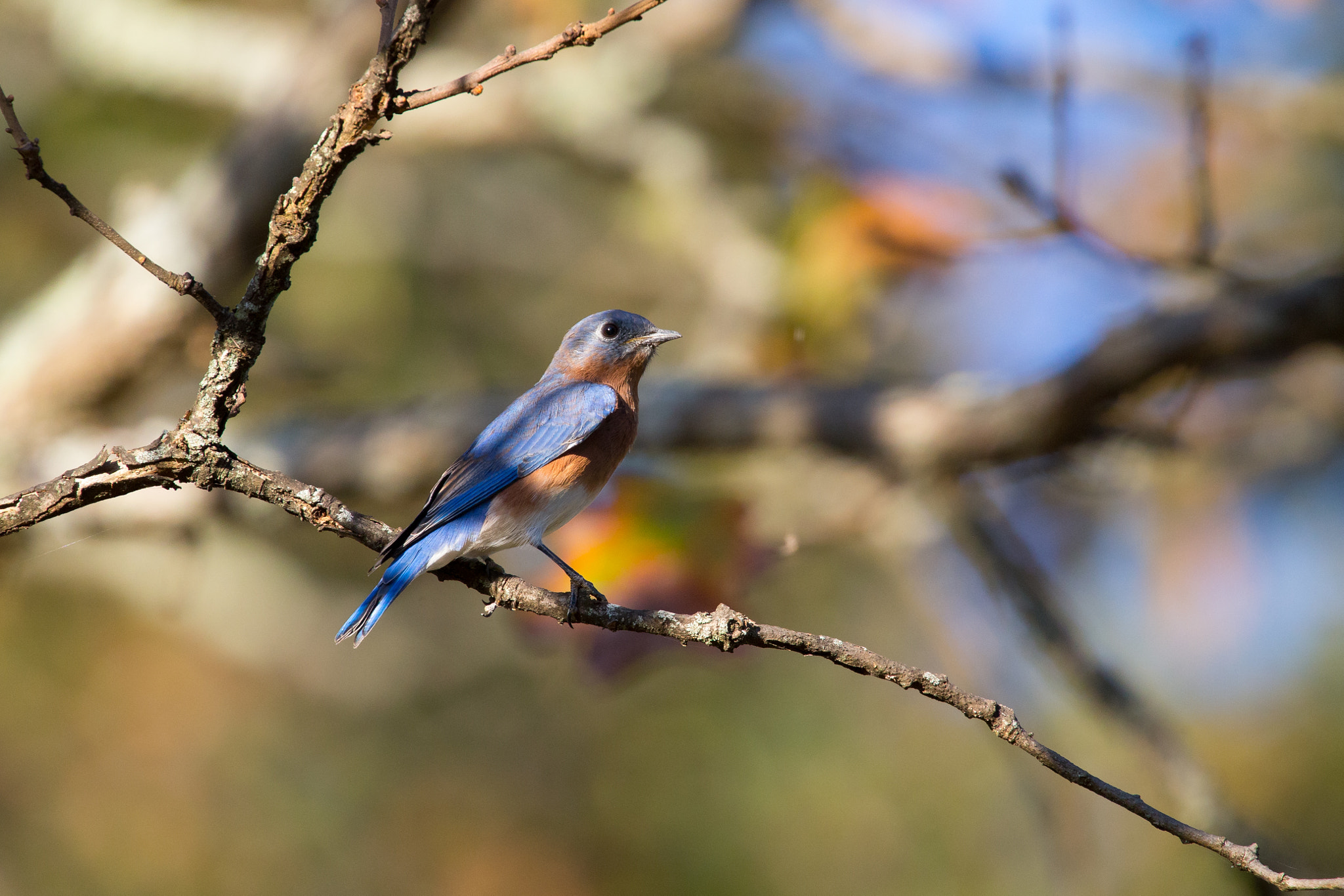 Canon EOS-1D X sample photo. Blue bird photography